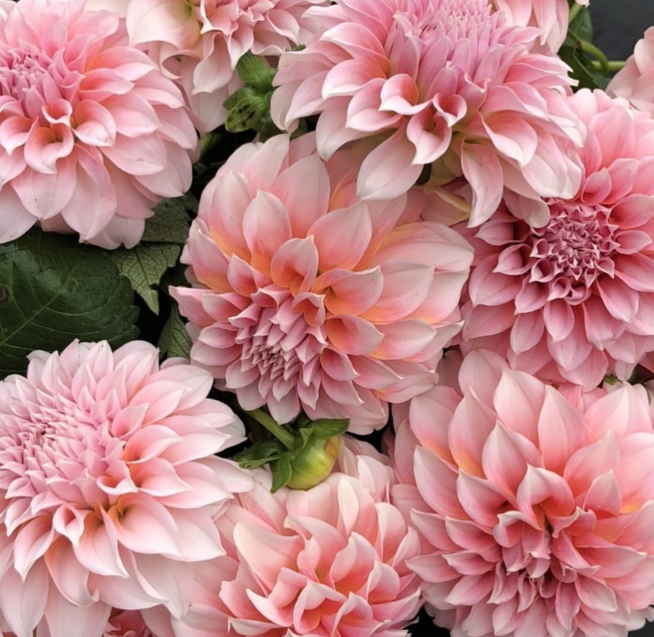Peaches N Cream Dahlia Tuber