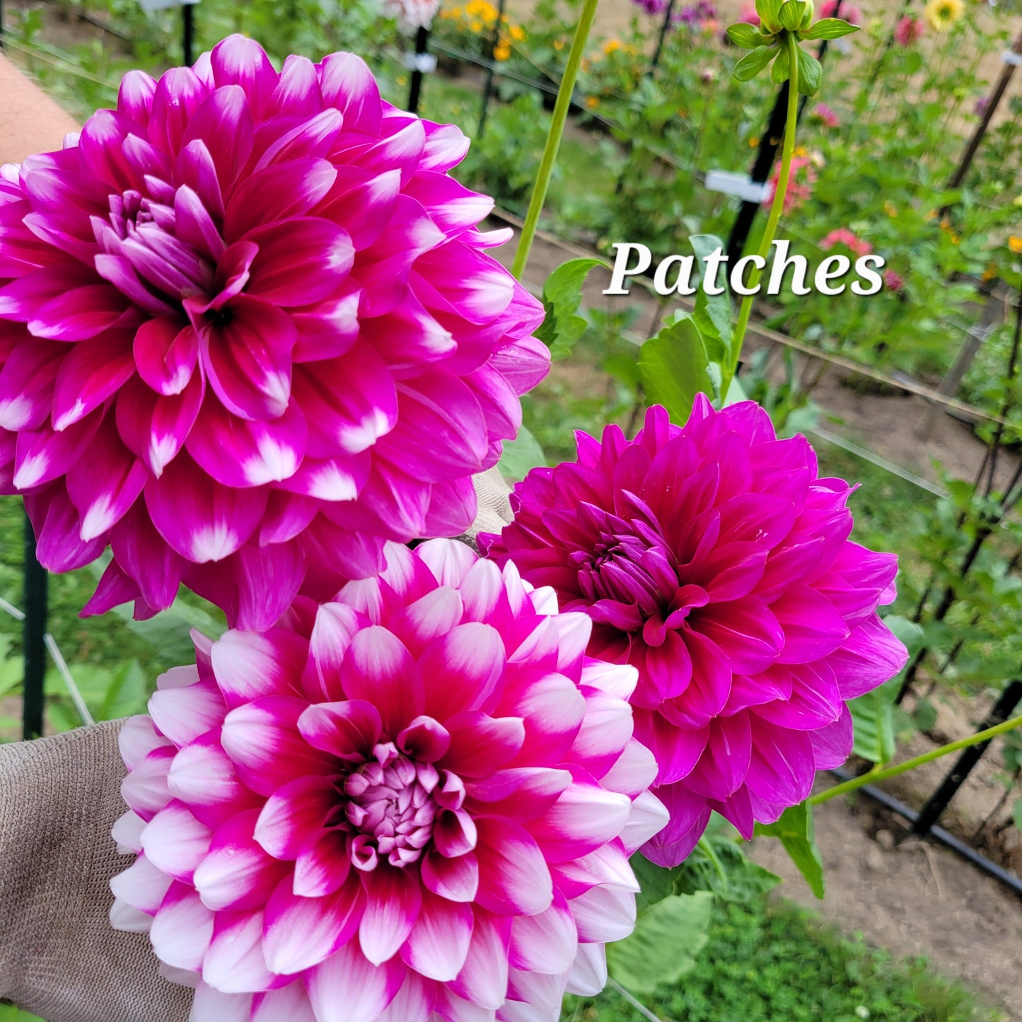 Patches Dahlia Tuber