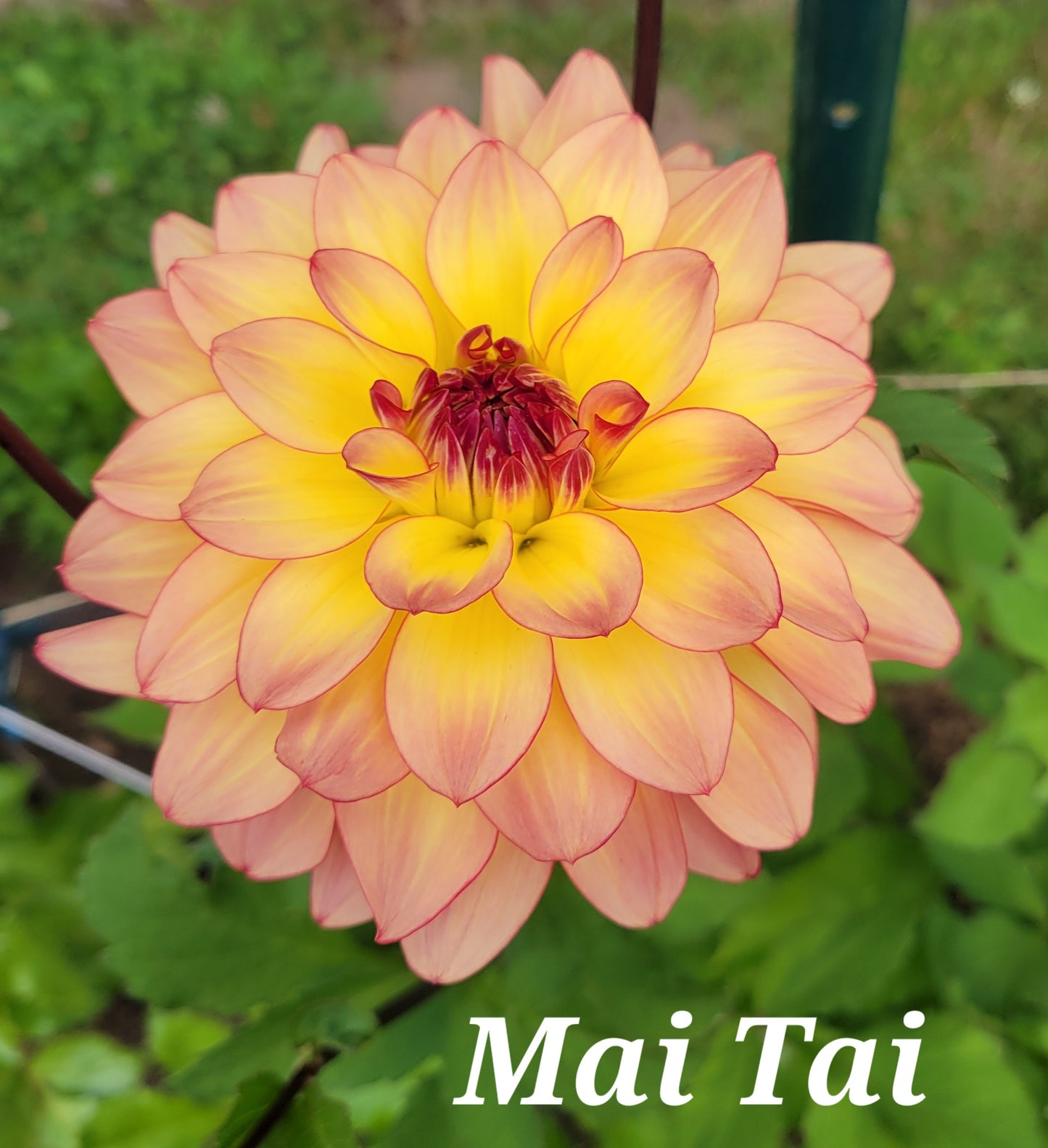 Mai Tai Dahlia Tuber