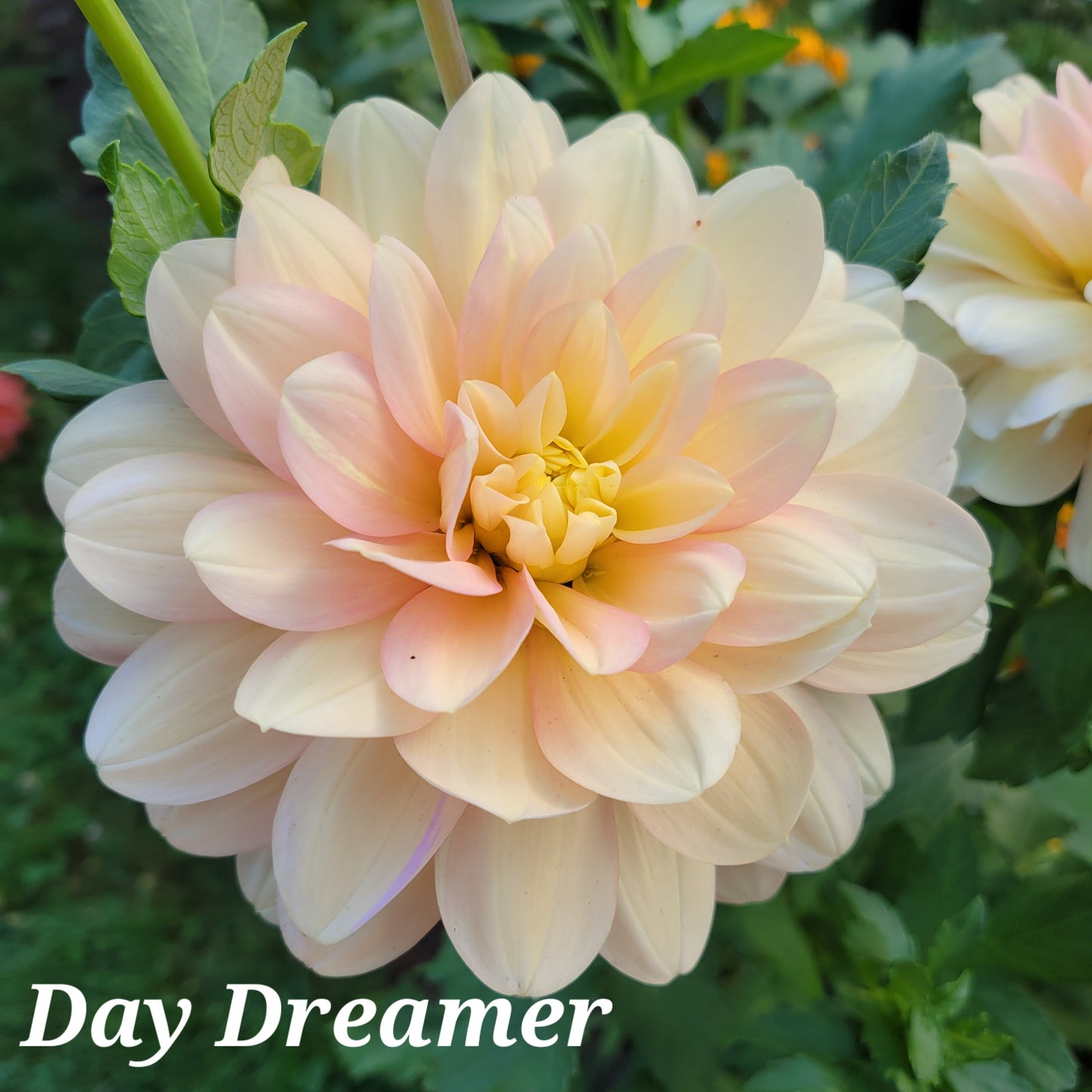 Day Dreamer Dahlia Tuber