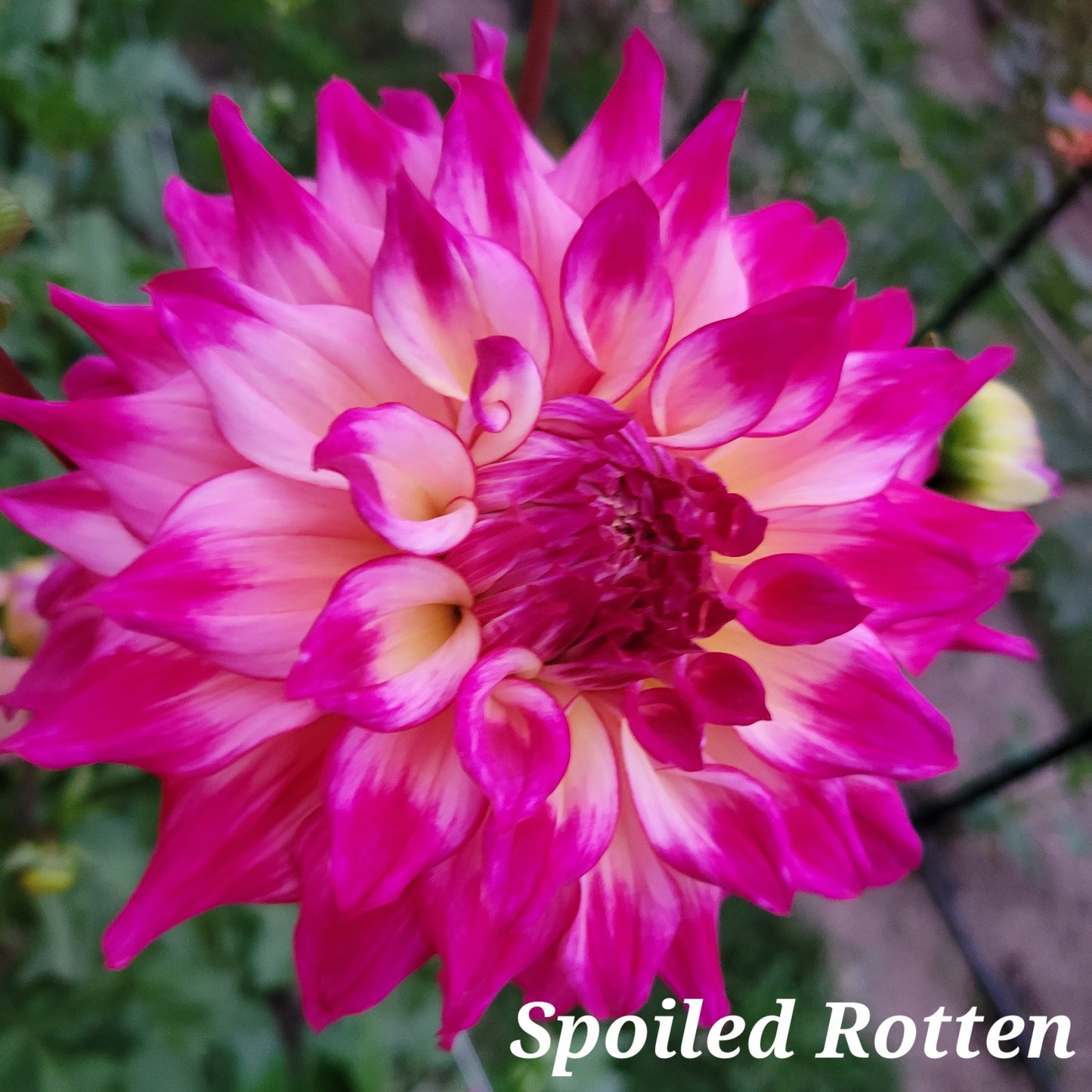 Spoiled Rotten Dahlia Tuber