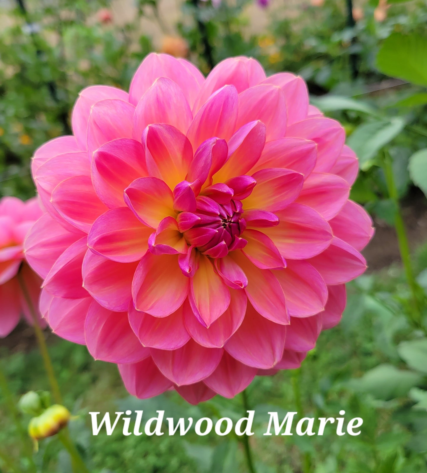 Wildwood Marie Dahlia Tuber