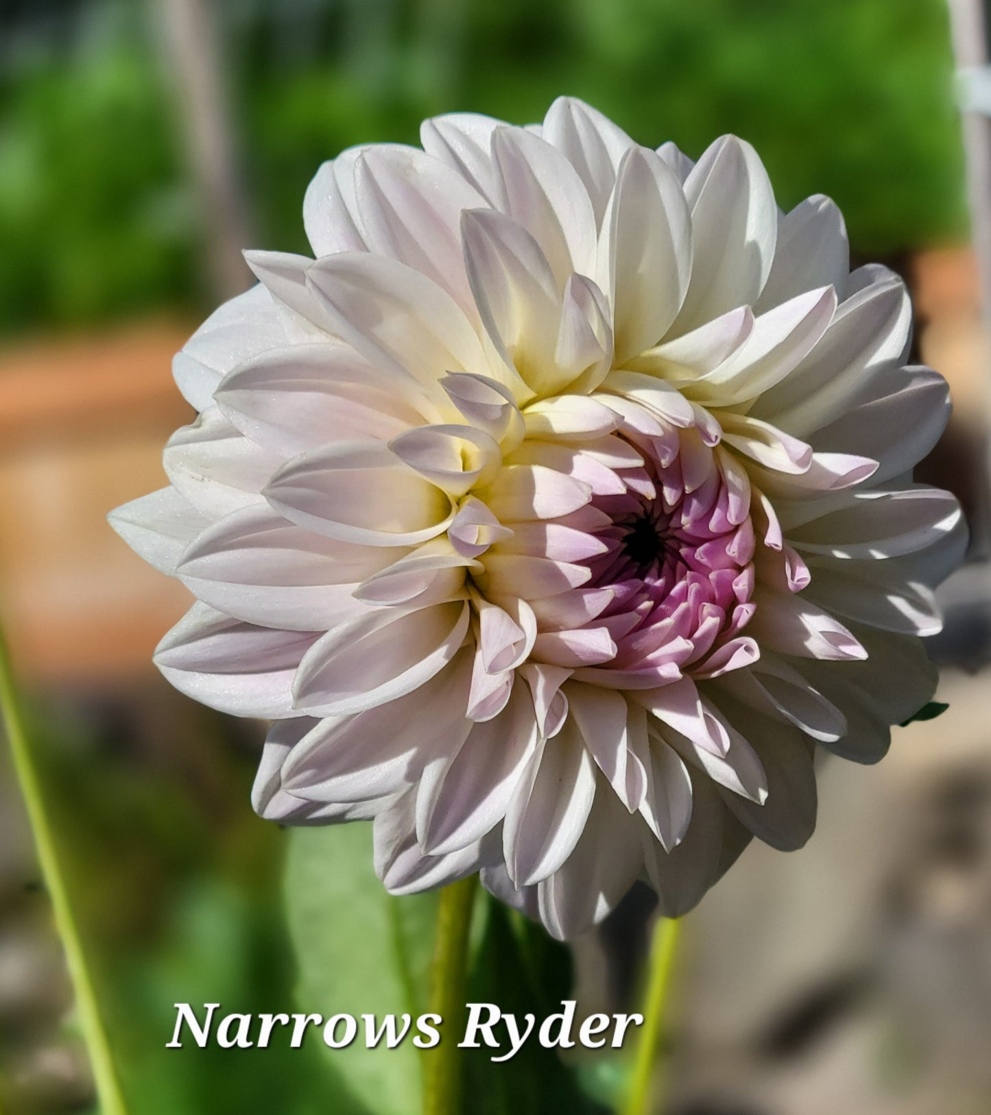 Narrows Ryder Dahlia Tuber