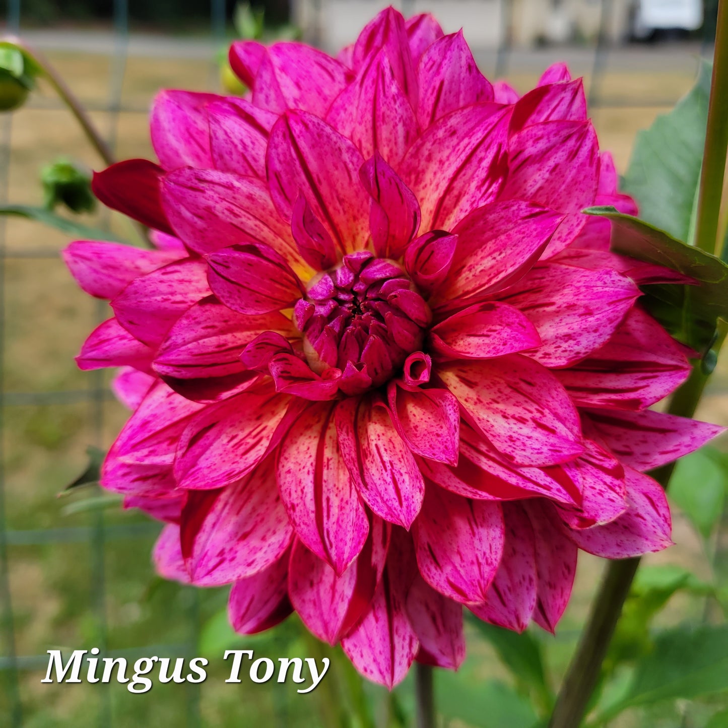 Mingus Toni Dahlia Tuber