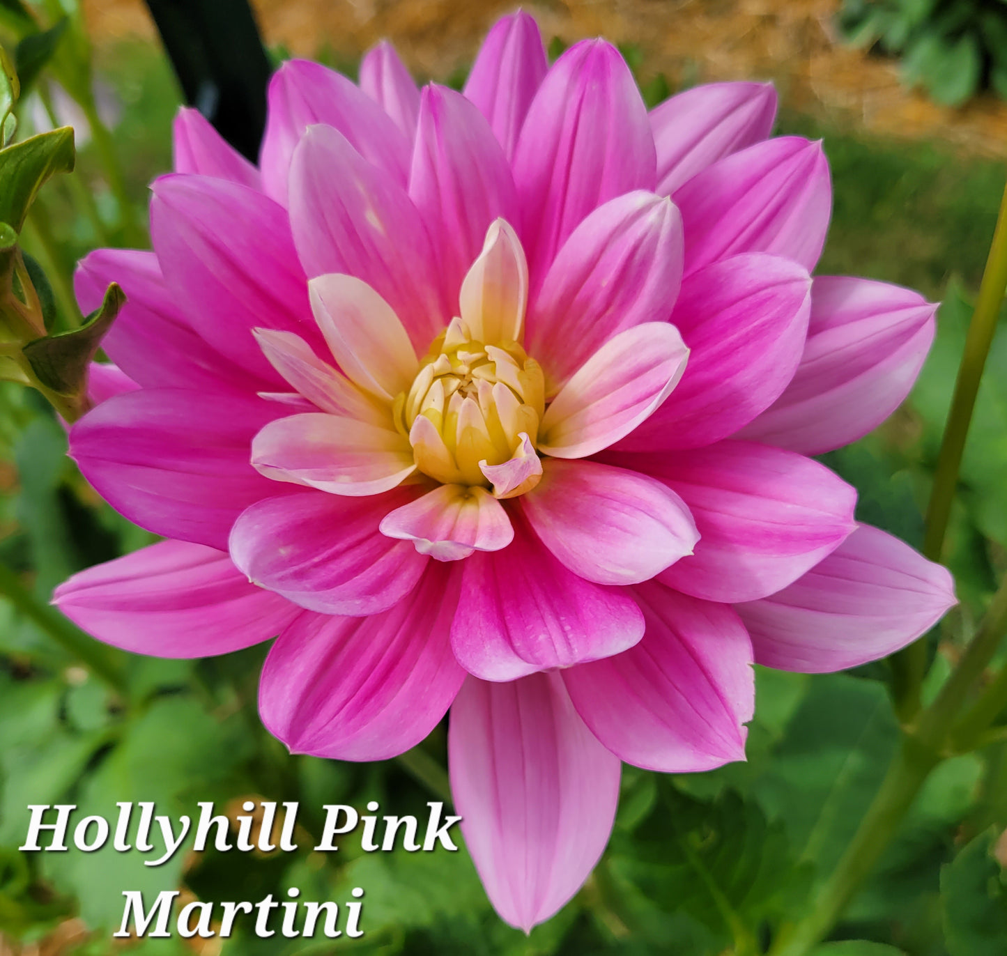 Hollyhill Pink Martini Dahlia Tuber ( Limit 2 )