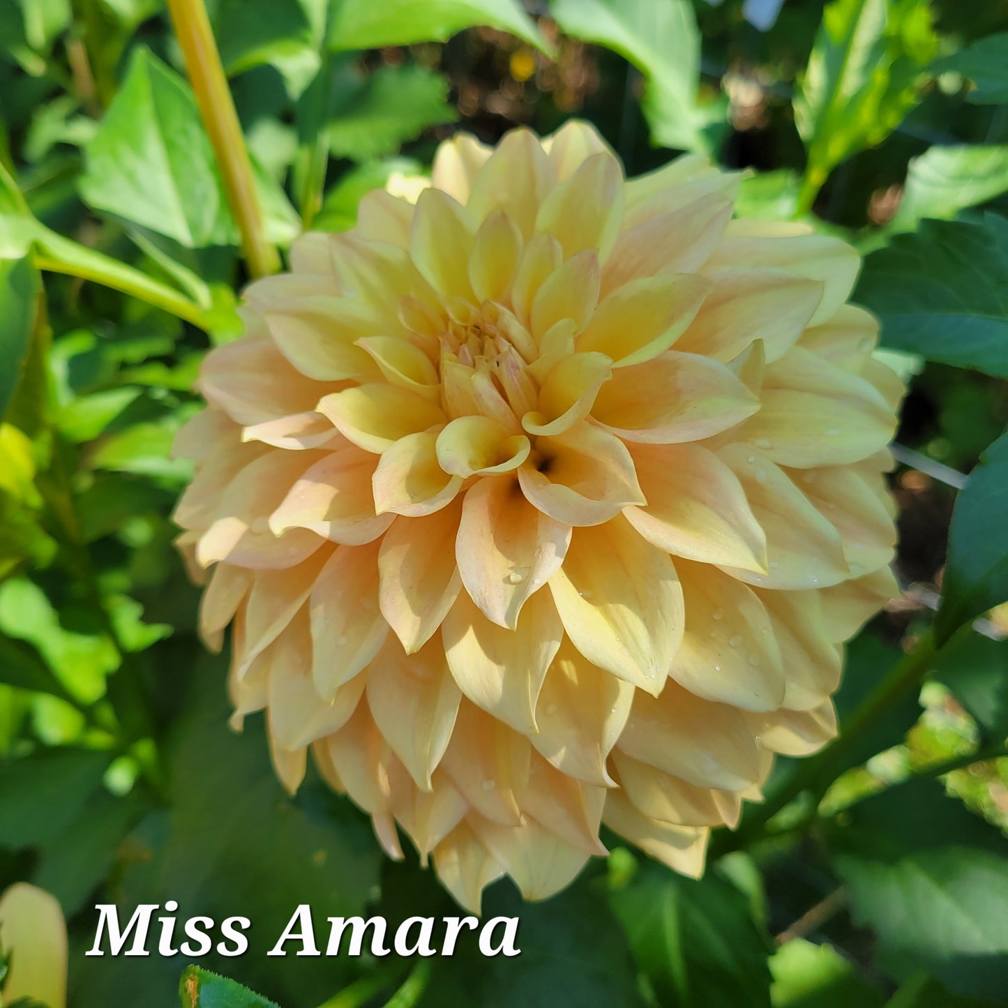 Miss Amara Dahlia Tuber