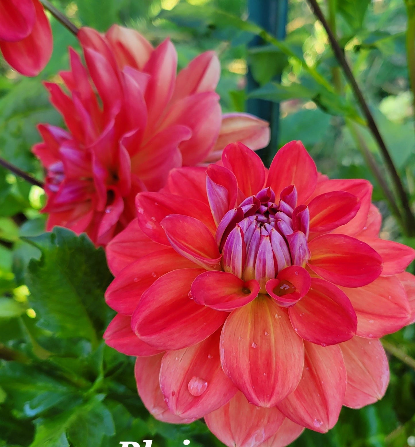 Cooper Blaine Dahlia Tuber