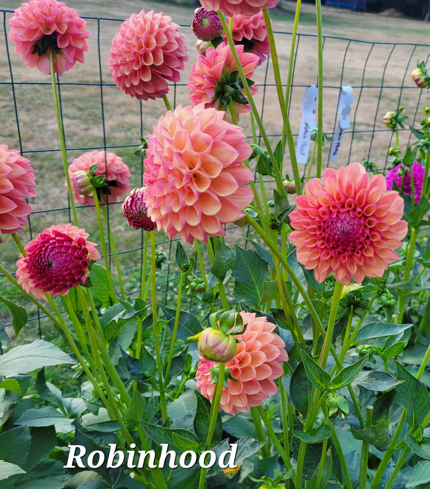 Robin Hood Dahlia Tuber
