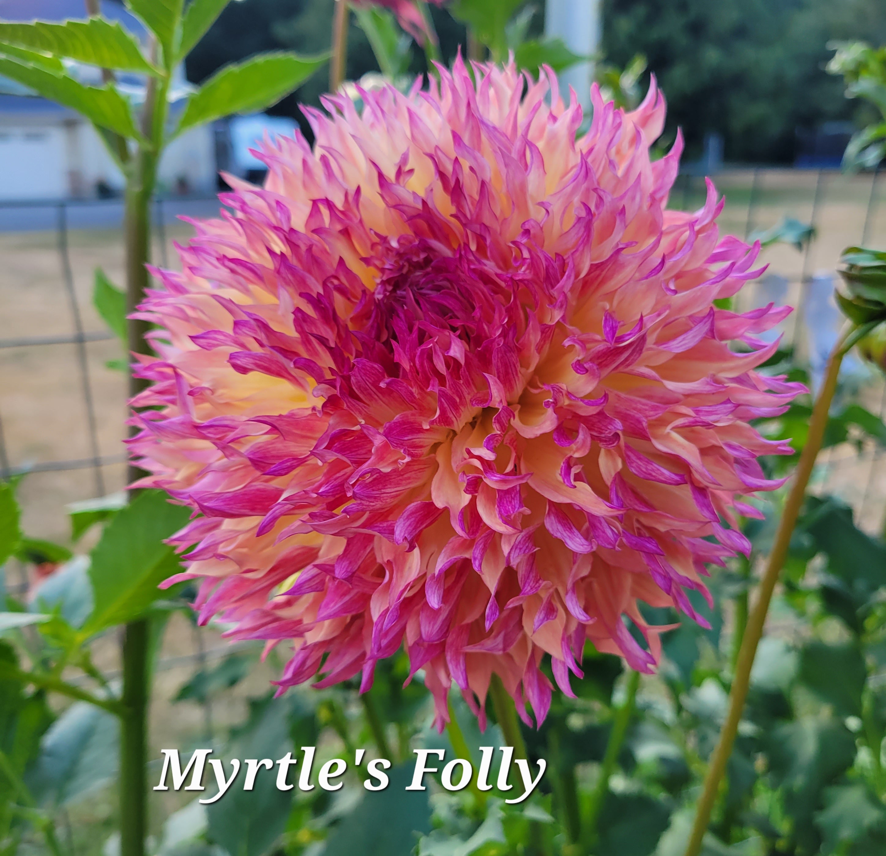 myrtle's folly dahlia seeds Myrtle's Folly Dahlia Tuber – Newberry Hill Dahlias