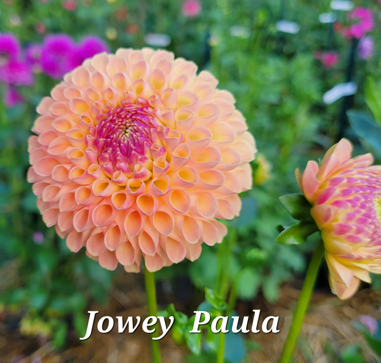 Jowey Paula Dahlia Tuber