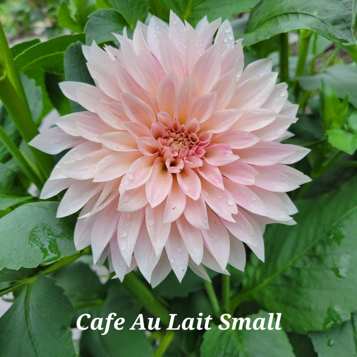 Cafe Au Lait MINI Dahlia Tuber