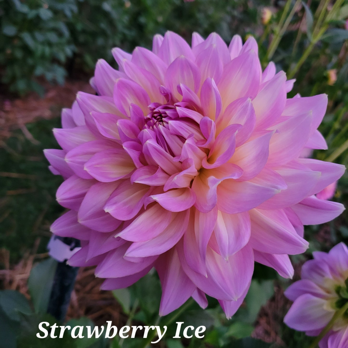 Strawberry Ice Dahlia Tuber