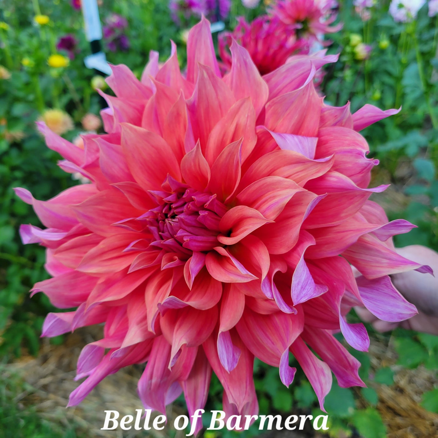 Belle of Barmera Dahlia Tuber