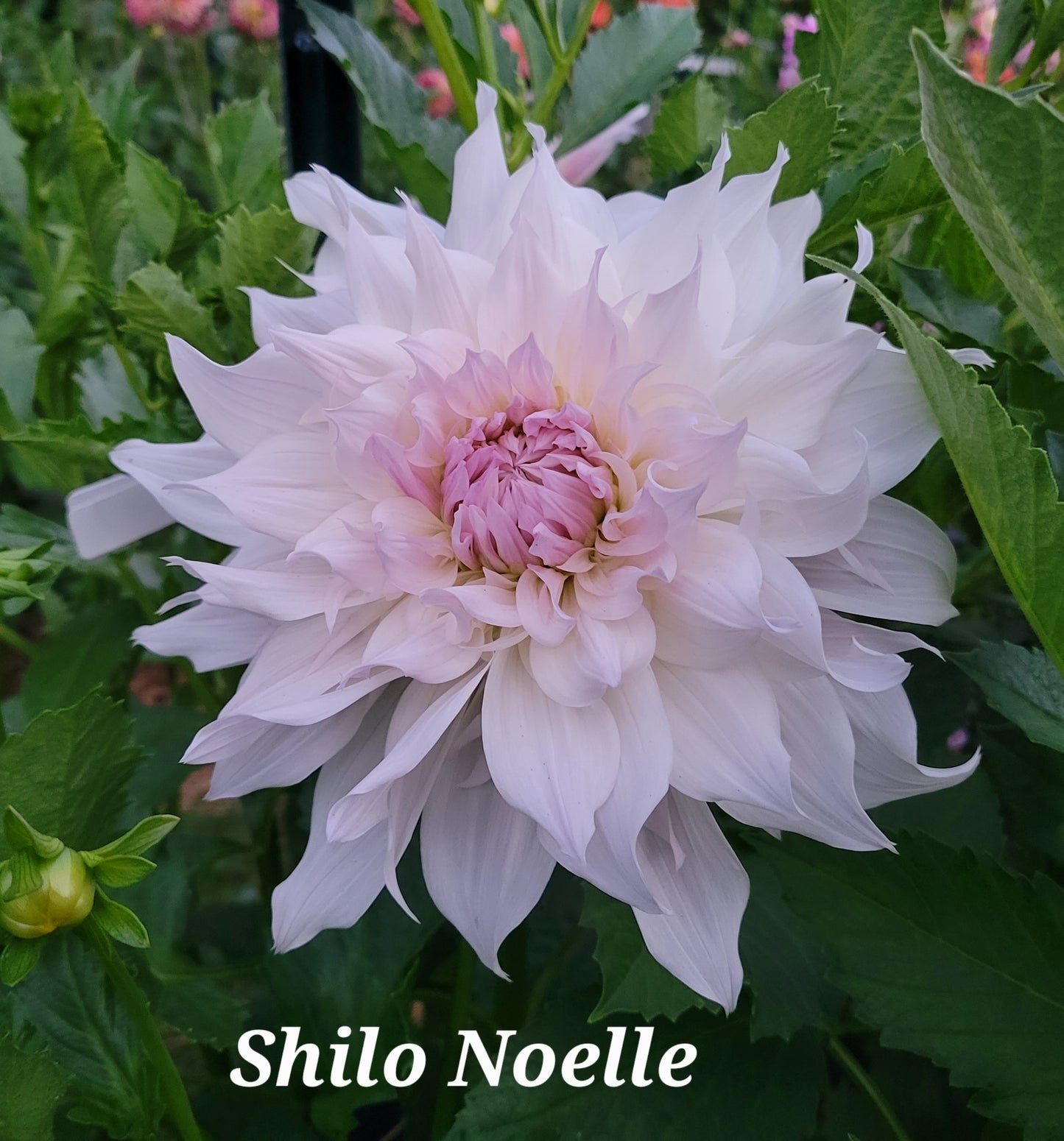 Shilo Noelle Dahlia Tuber