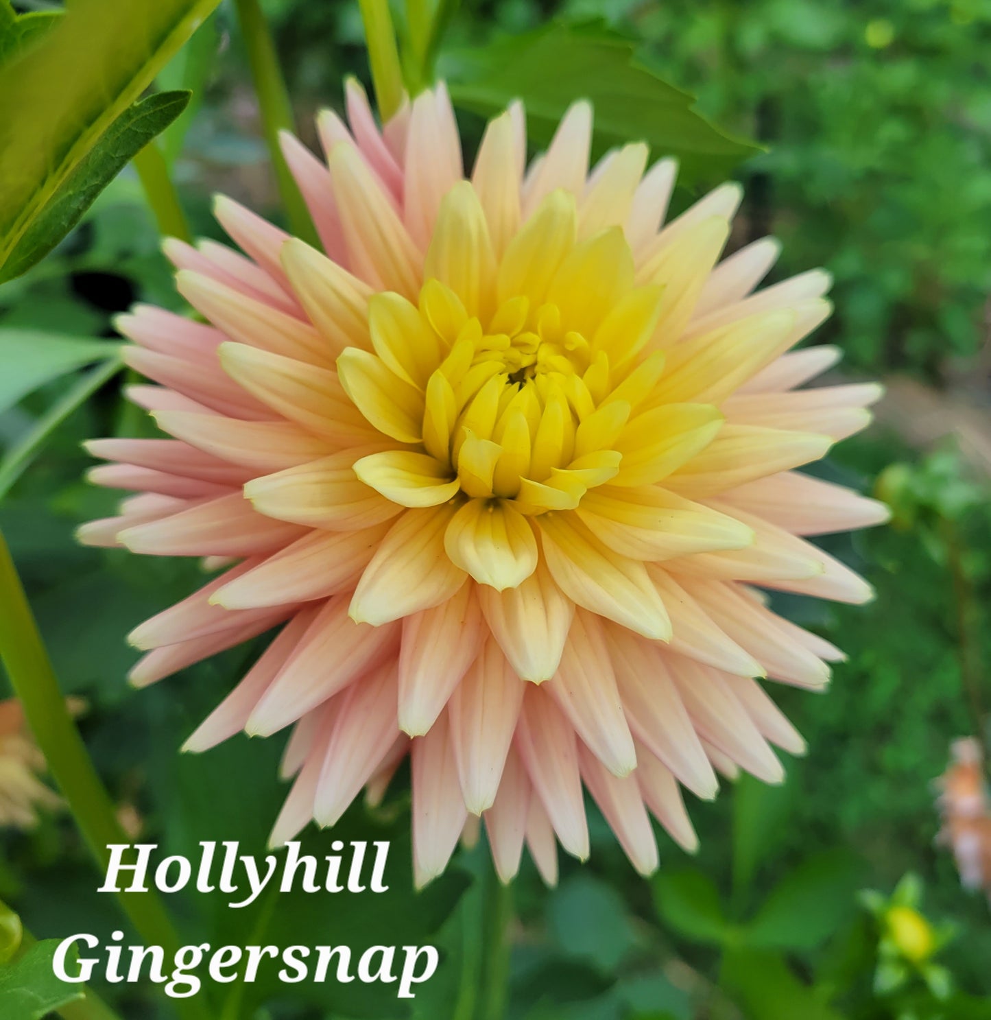 Hollyhill Gingersnap Dahlia Tuber