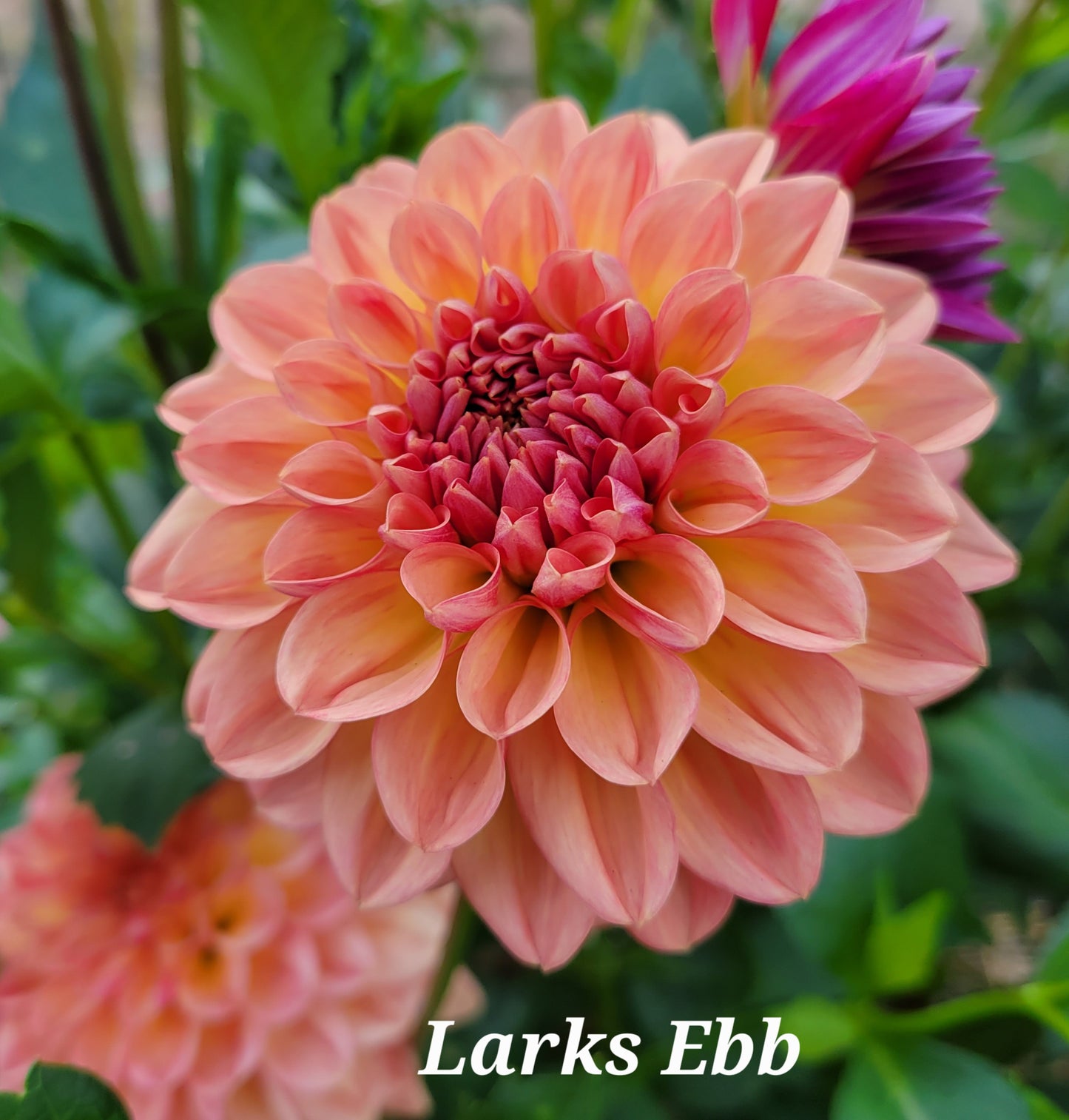 Larks Ebb Dahlia Tuber