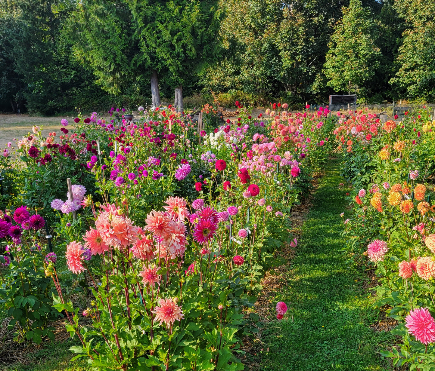 Penhill Watermelon Dahlia Tuber