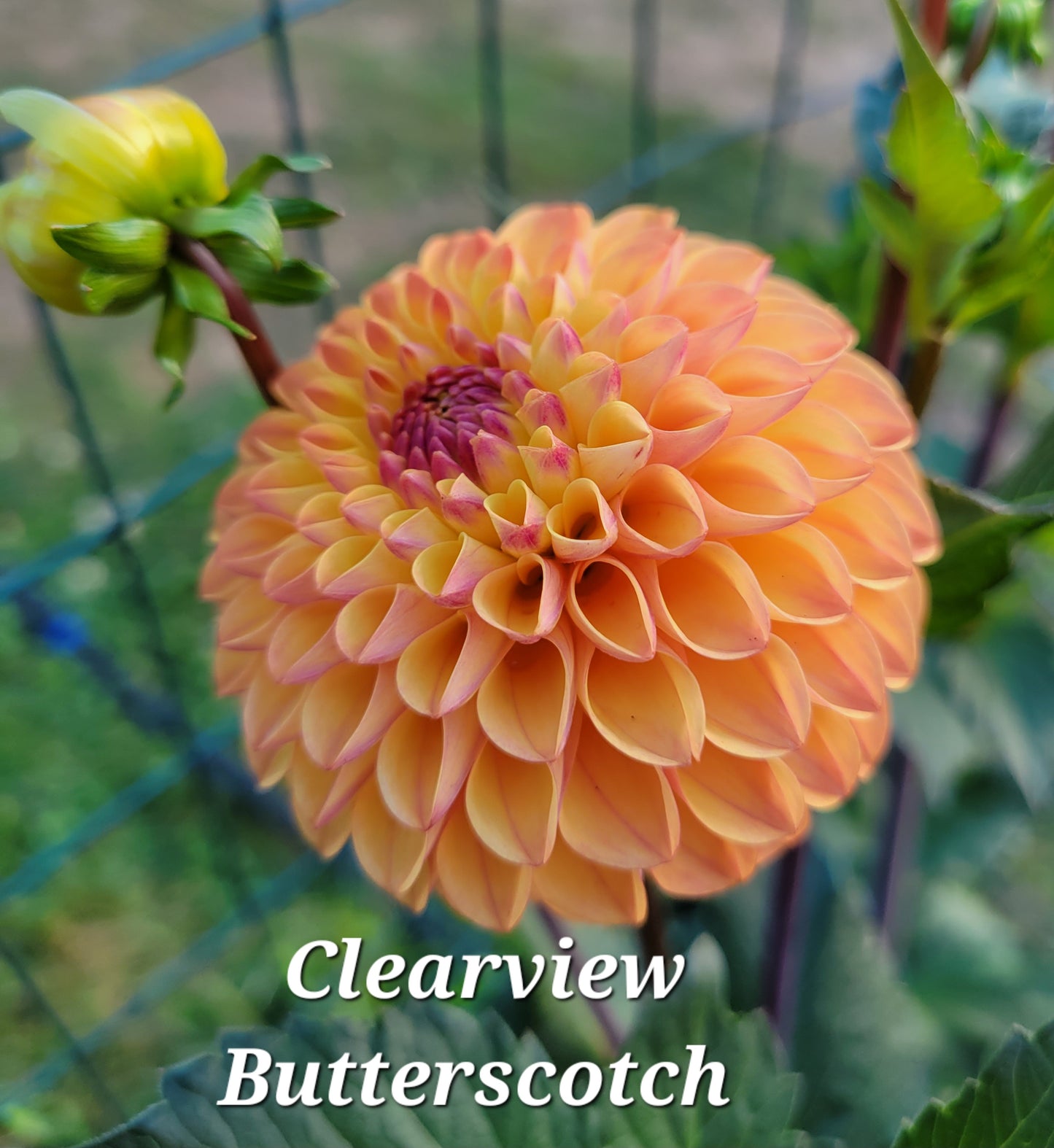Clearview Butterscotch Dahlia Tuber