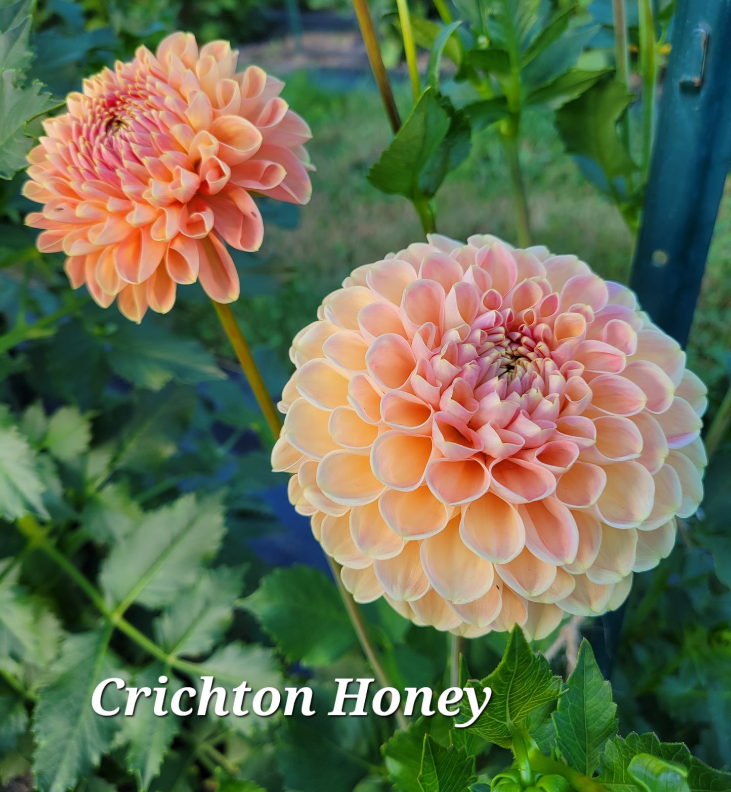Chrichton Honey Dahlia Tuber