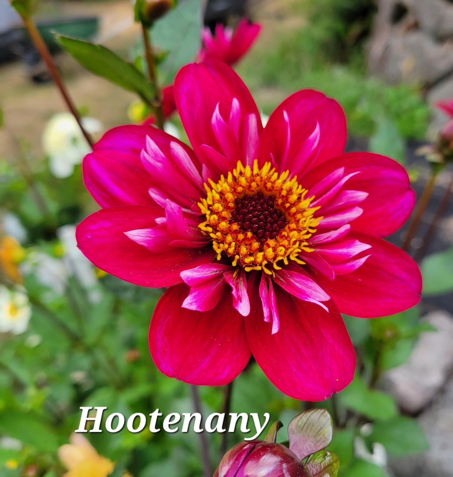 Hootenany Dahlia Tuber
