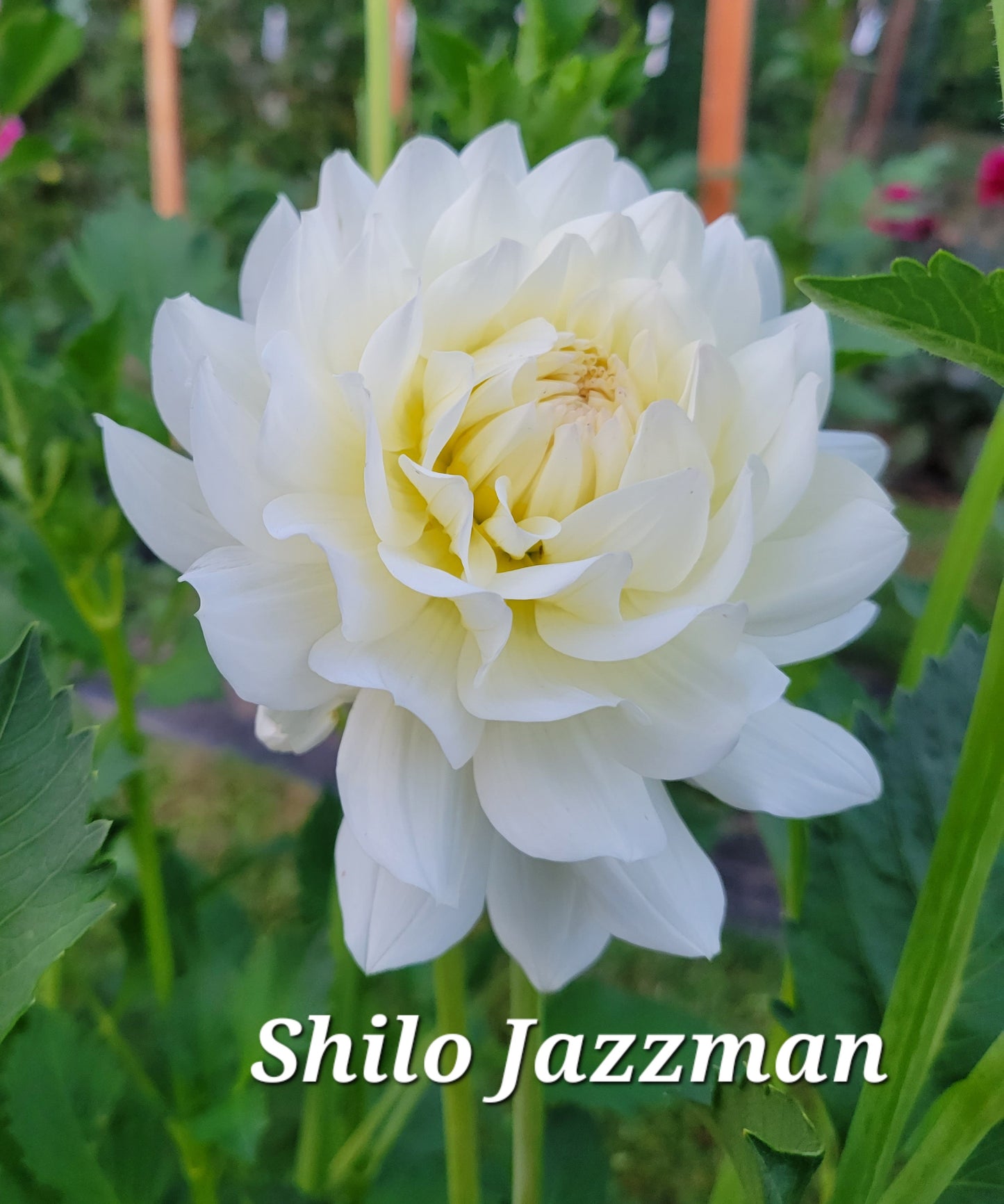 Shilo Jazzman Dahlia Tuber