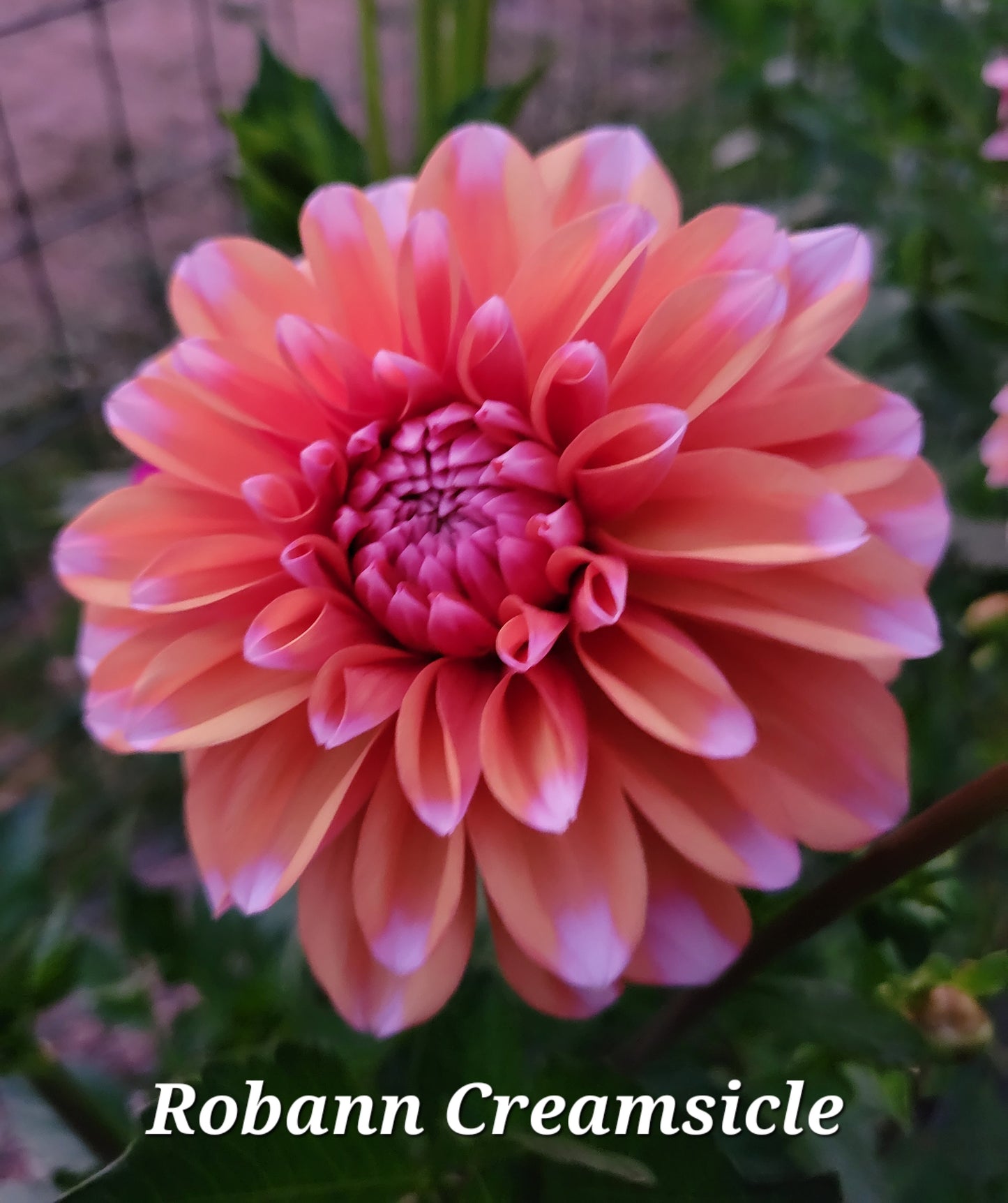 Robann Creamsicle Dahlia Tuber