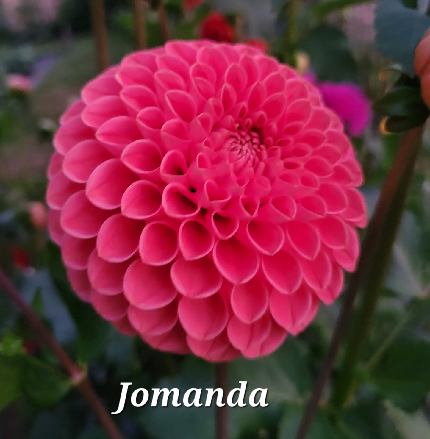 Jomanda Dahlia Tuber