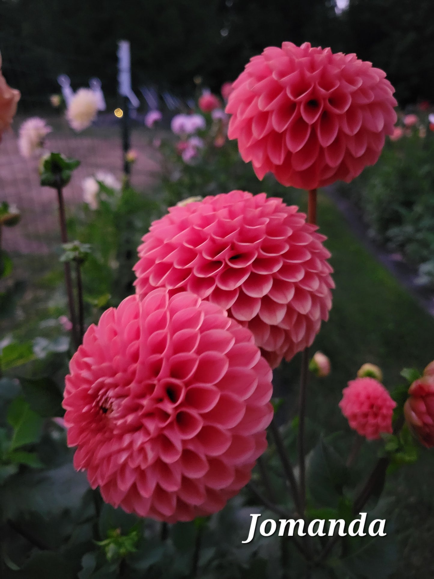 Jomanda Dahlia Tuber