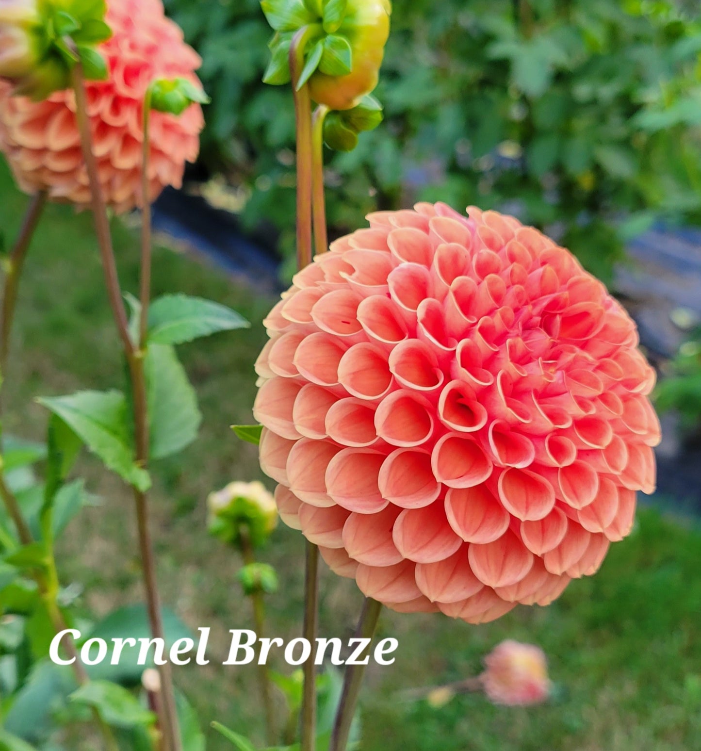 Cornel Bronze Dahlia Tuber