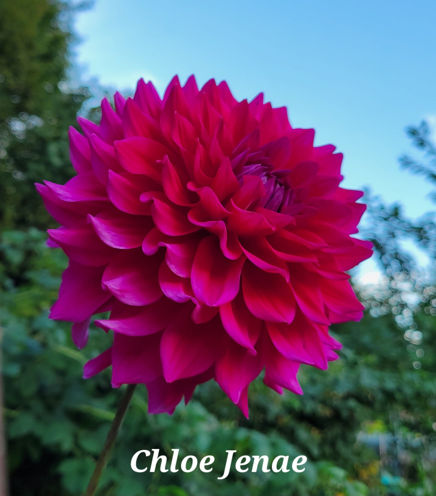 Chloe Jenae Dahlia Tuber