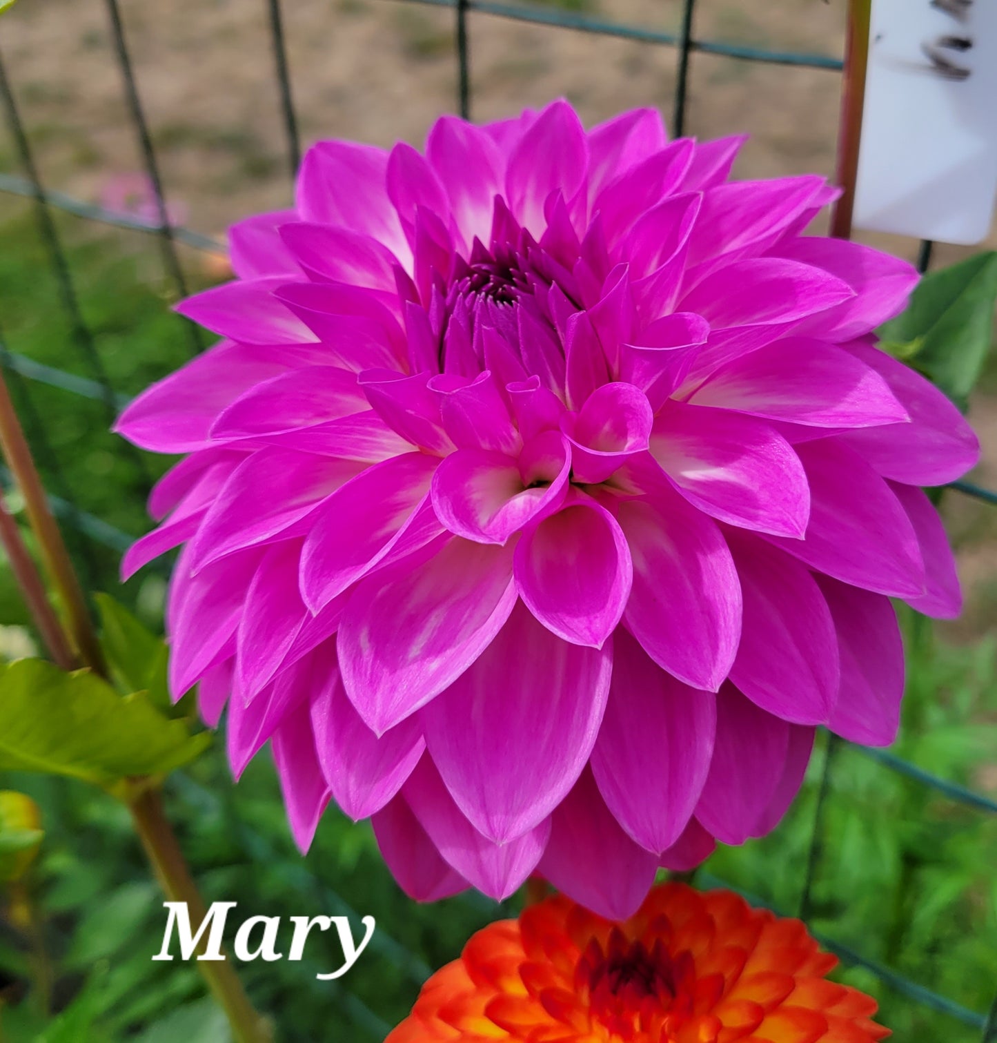 Mary Dahlia Tuber