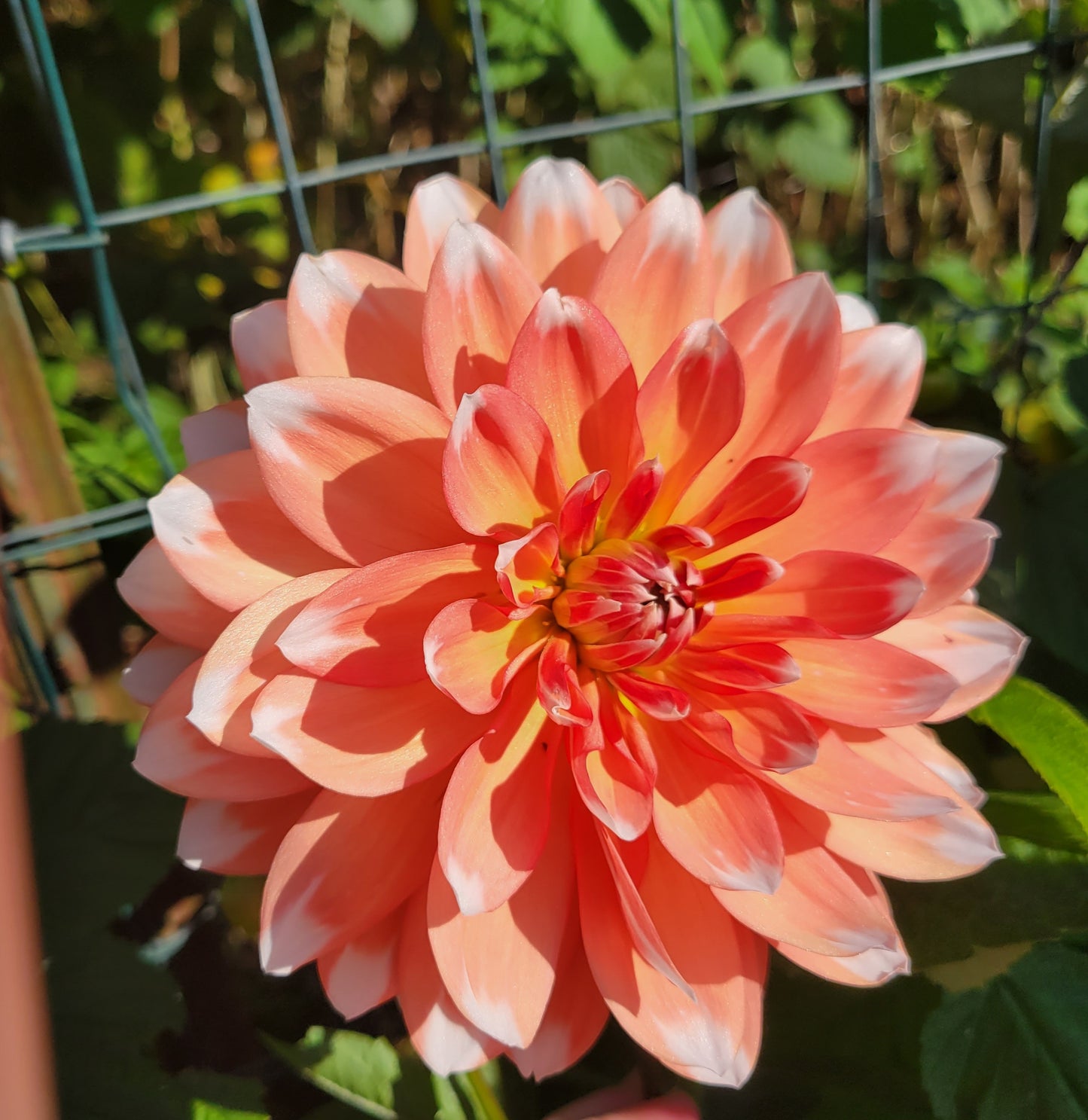Sandia Candy Corn Dahlia Tuber
