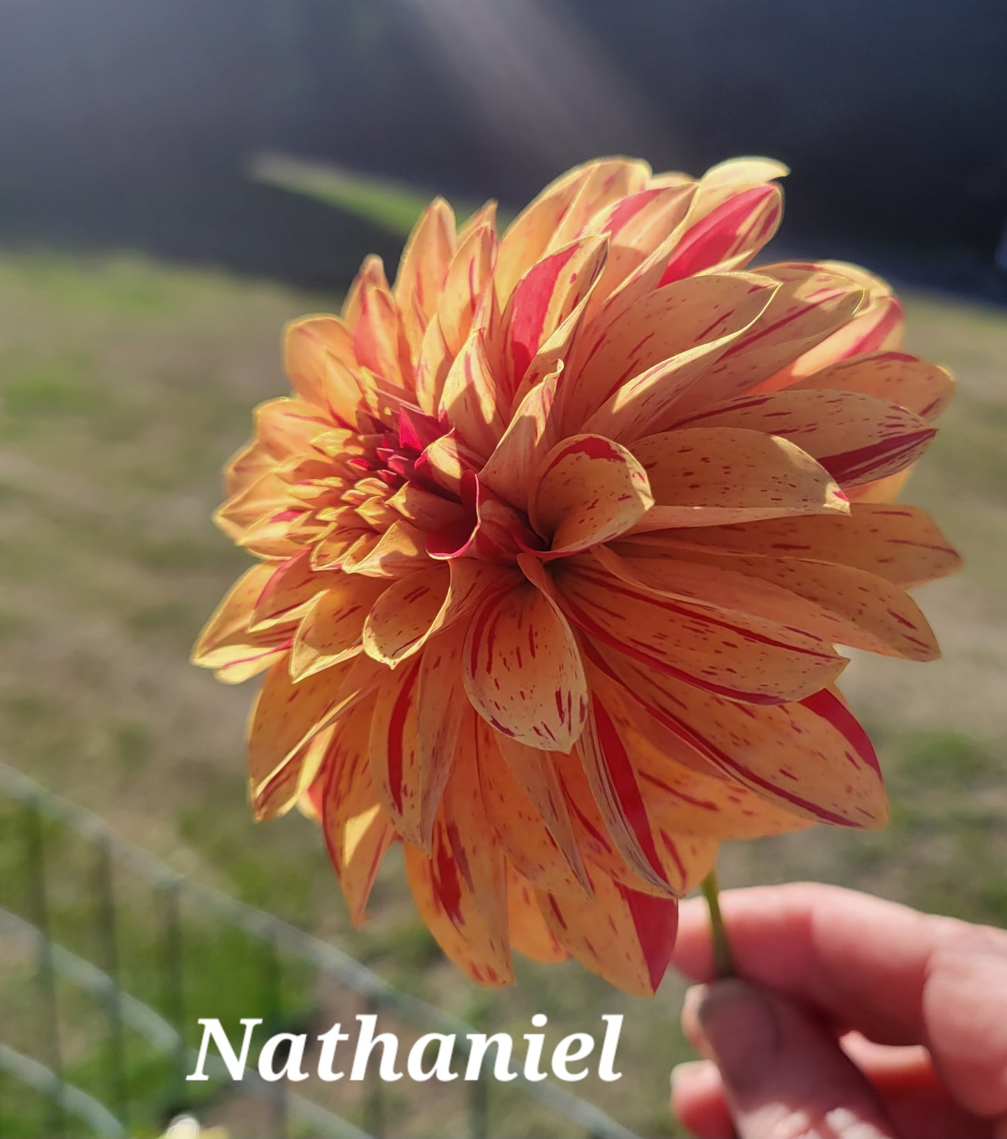 Nathanial Dahlia Tuber