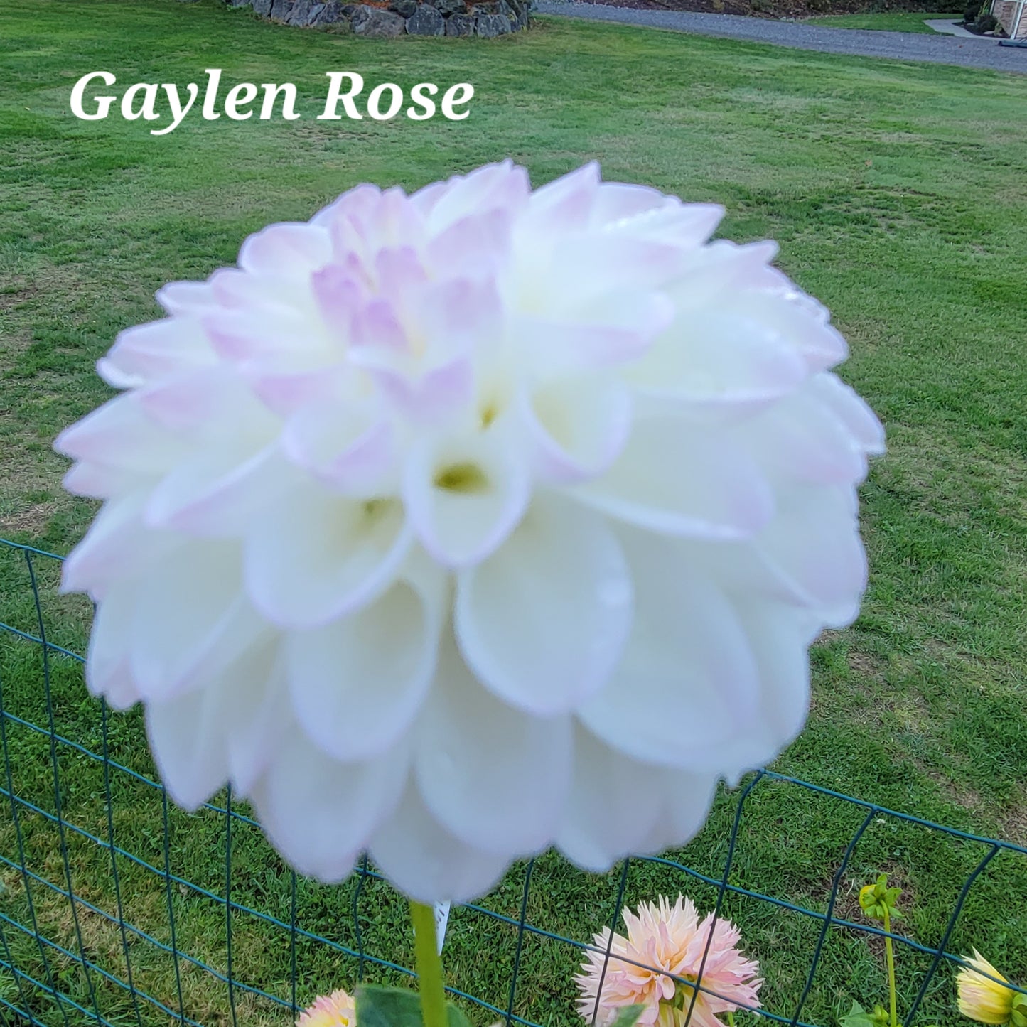 Gaylen Rose Dahlia Tuber