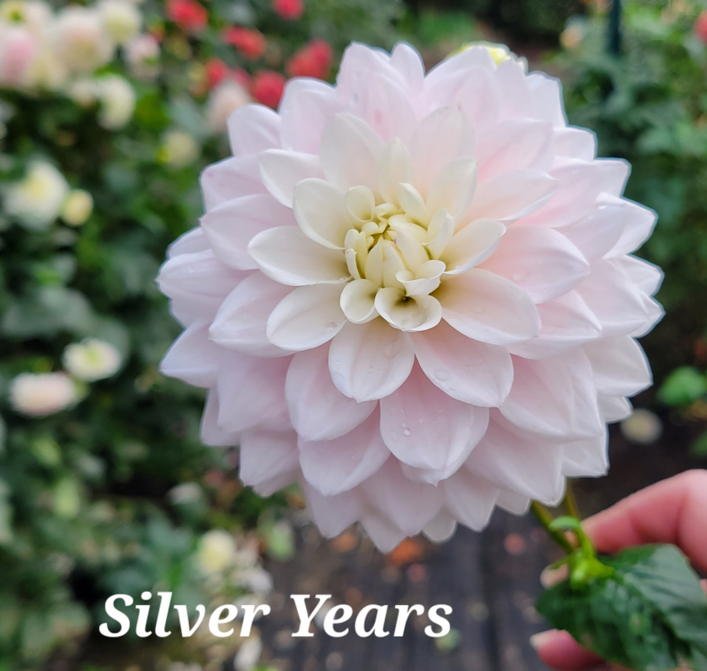 Silver Years dahlia Tuber