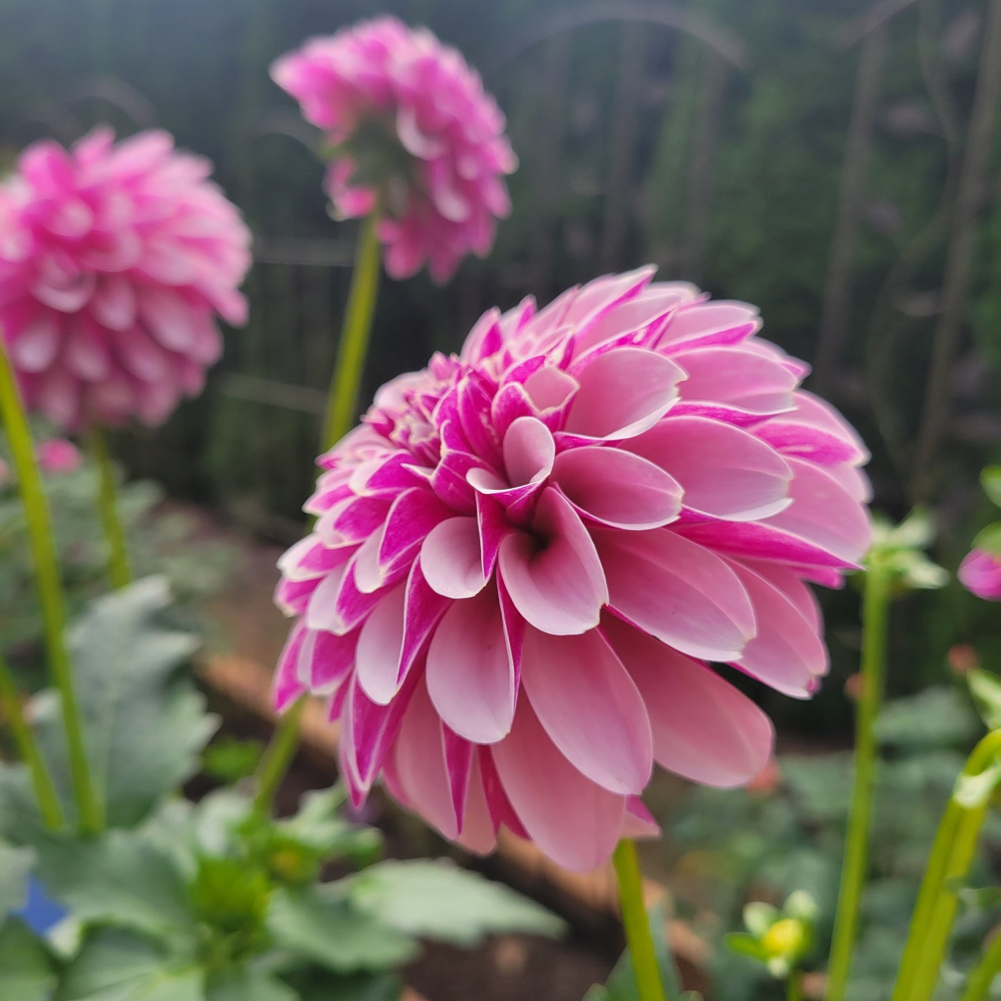 Salish Twight Girl Dahlia Tuber