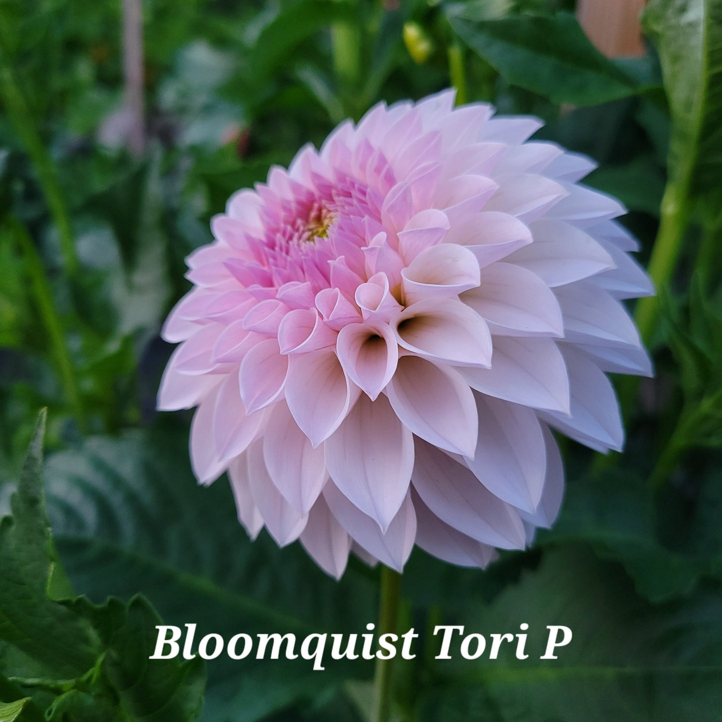 Bloomquist Tori P Dahlia Tuber