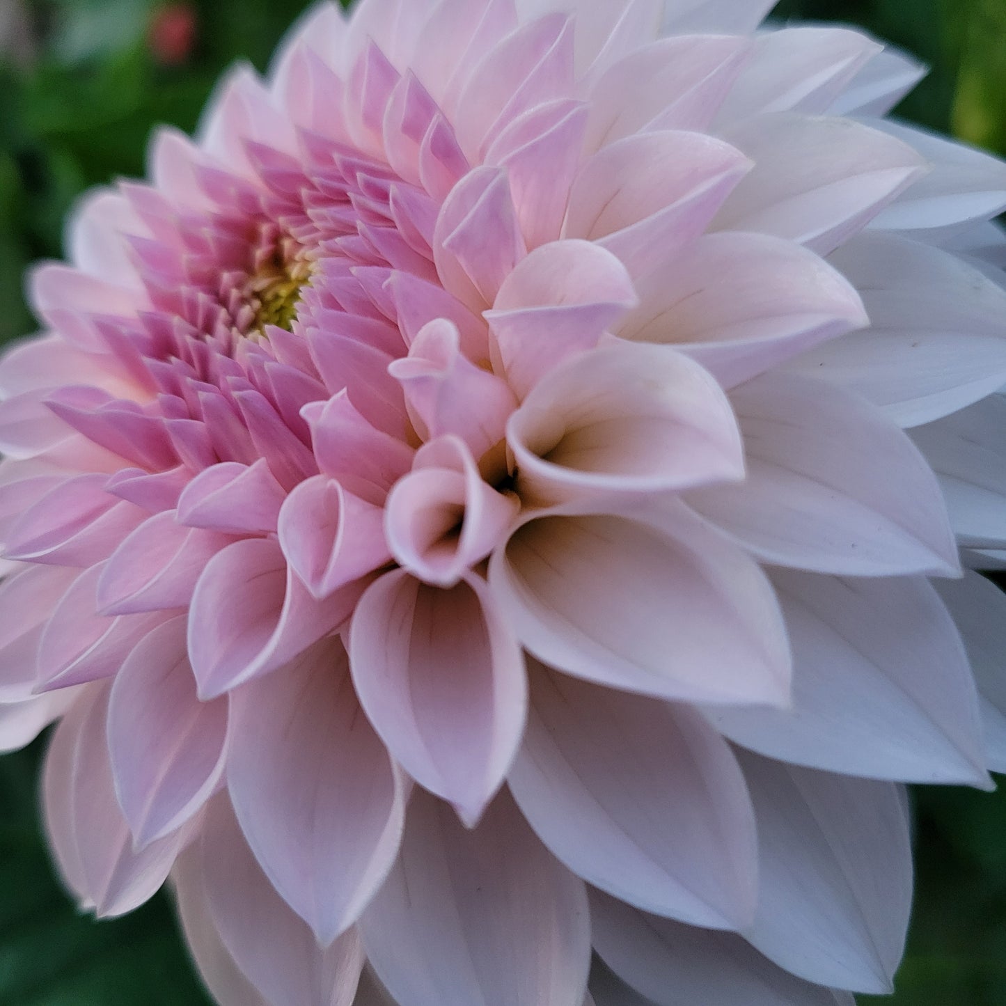Bloomquist Tori P Dahlia Tuber