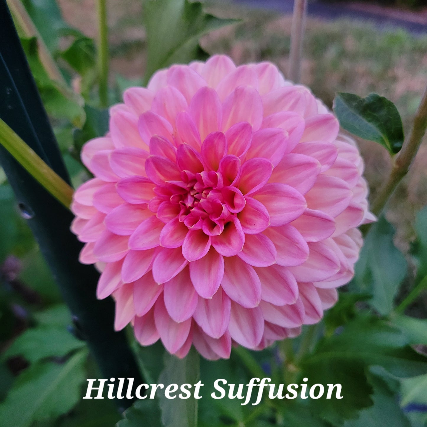 Hillcrest Suffusion Dahlia Tuber