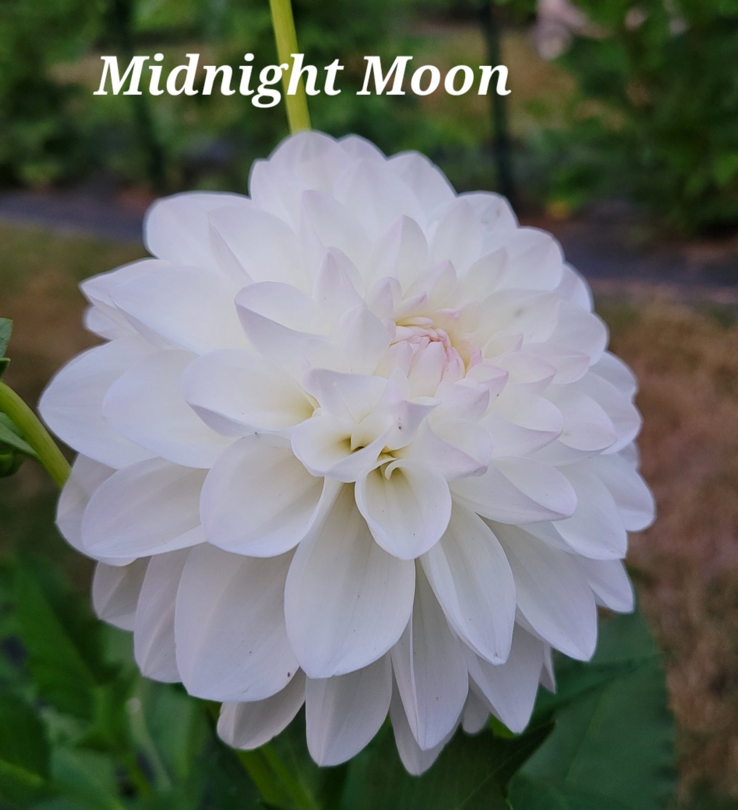 Midnight Moon Dahlia Tuber