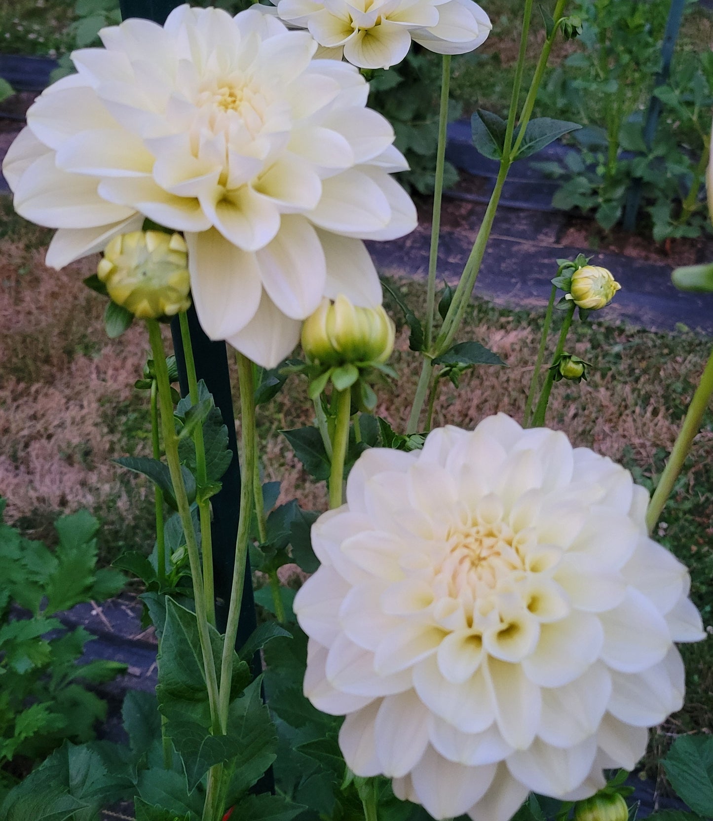Caramel Antique Dahlia Tuber (mother tuber)r
