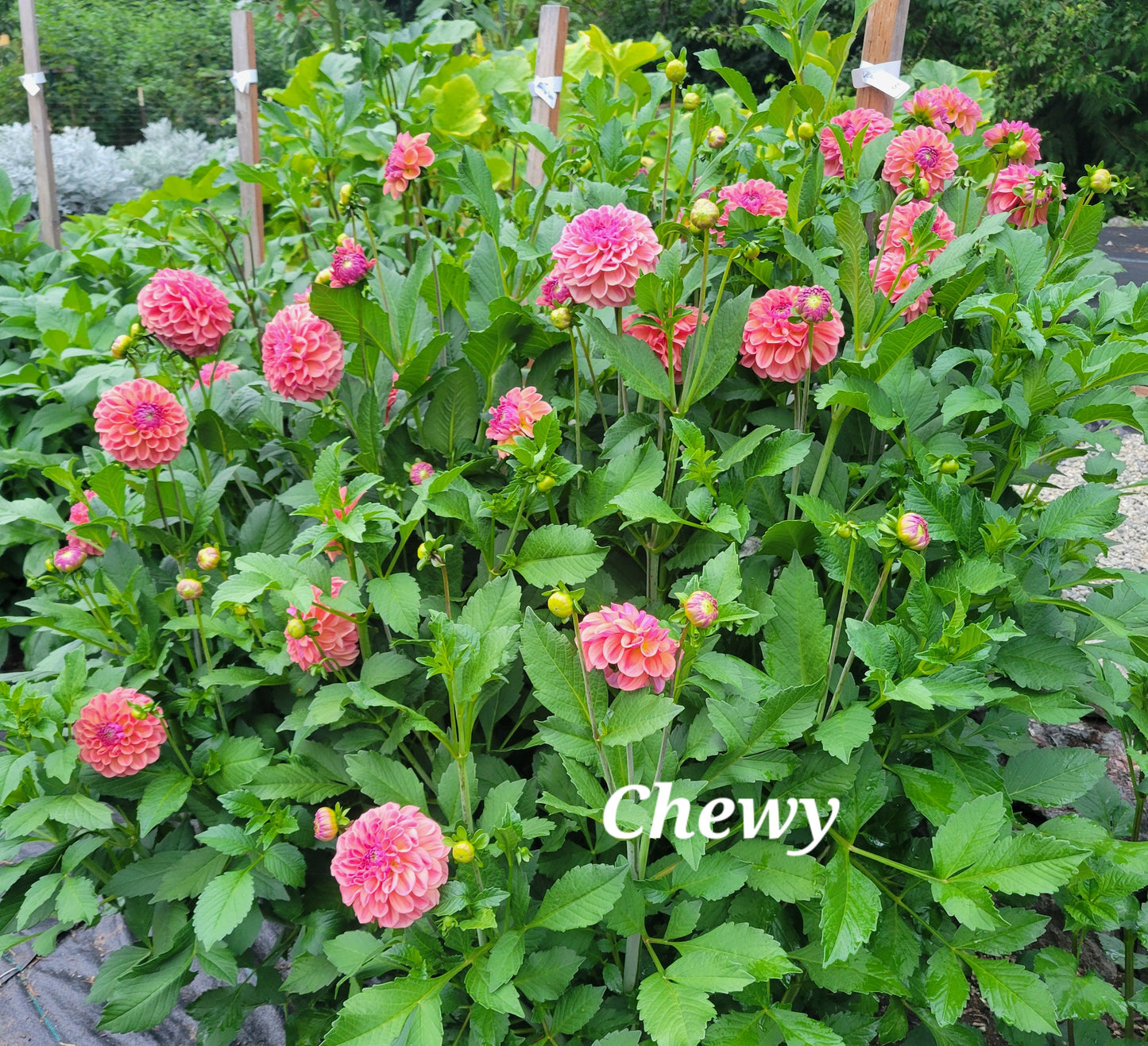 Chewy Dahlia TUber