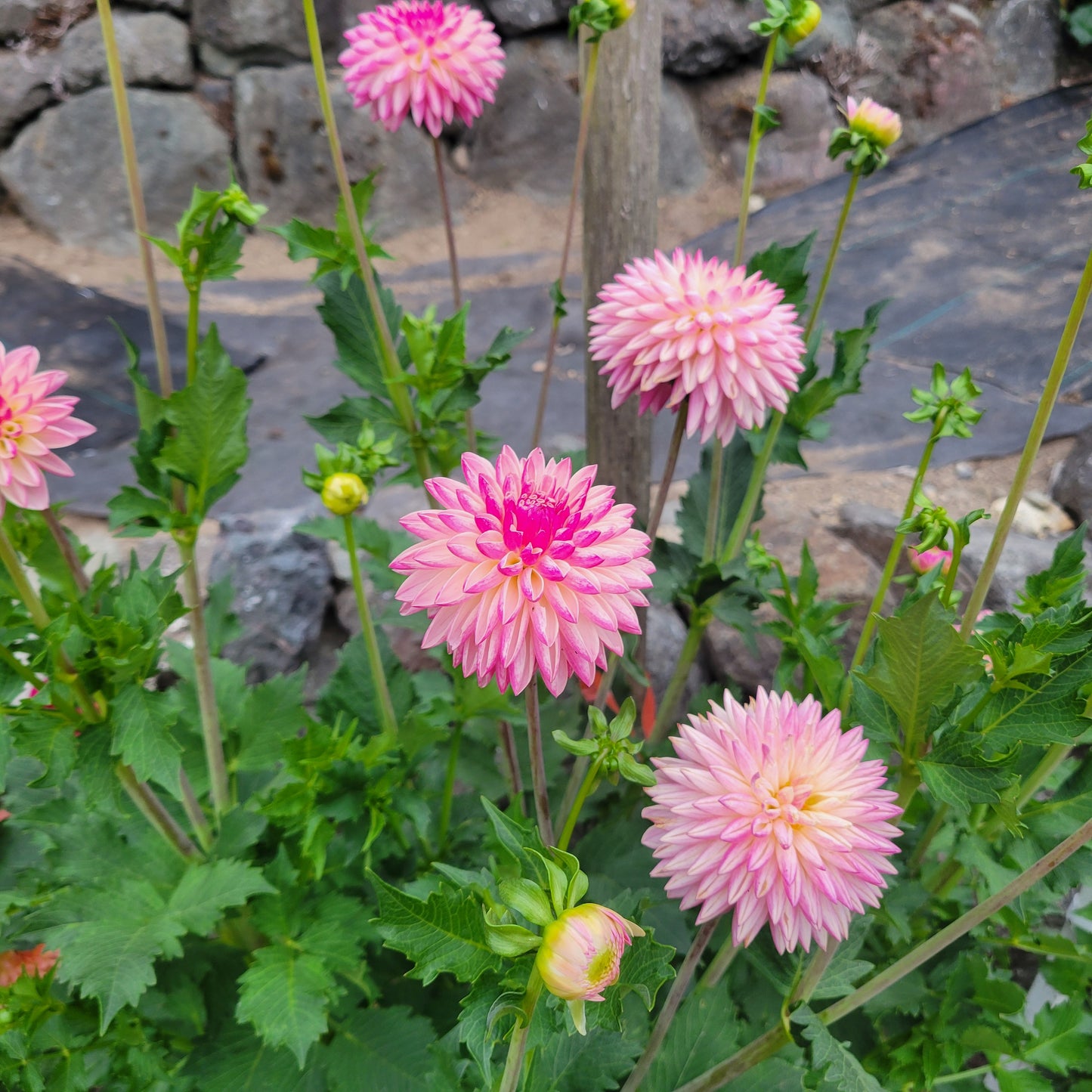 Valley Porcupine Dahlia Tuber