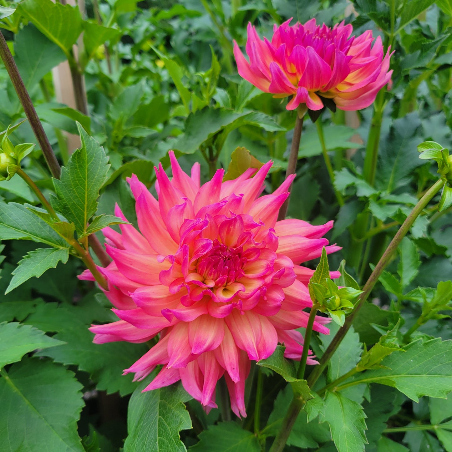 Bloomquist Dawn Dahlia Tuber