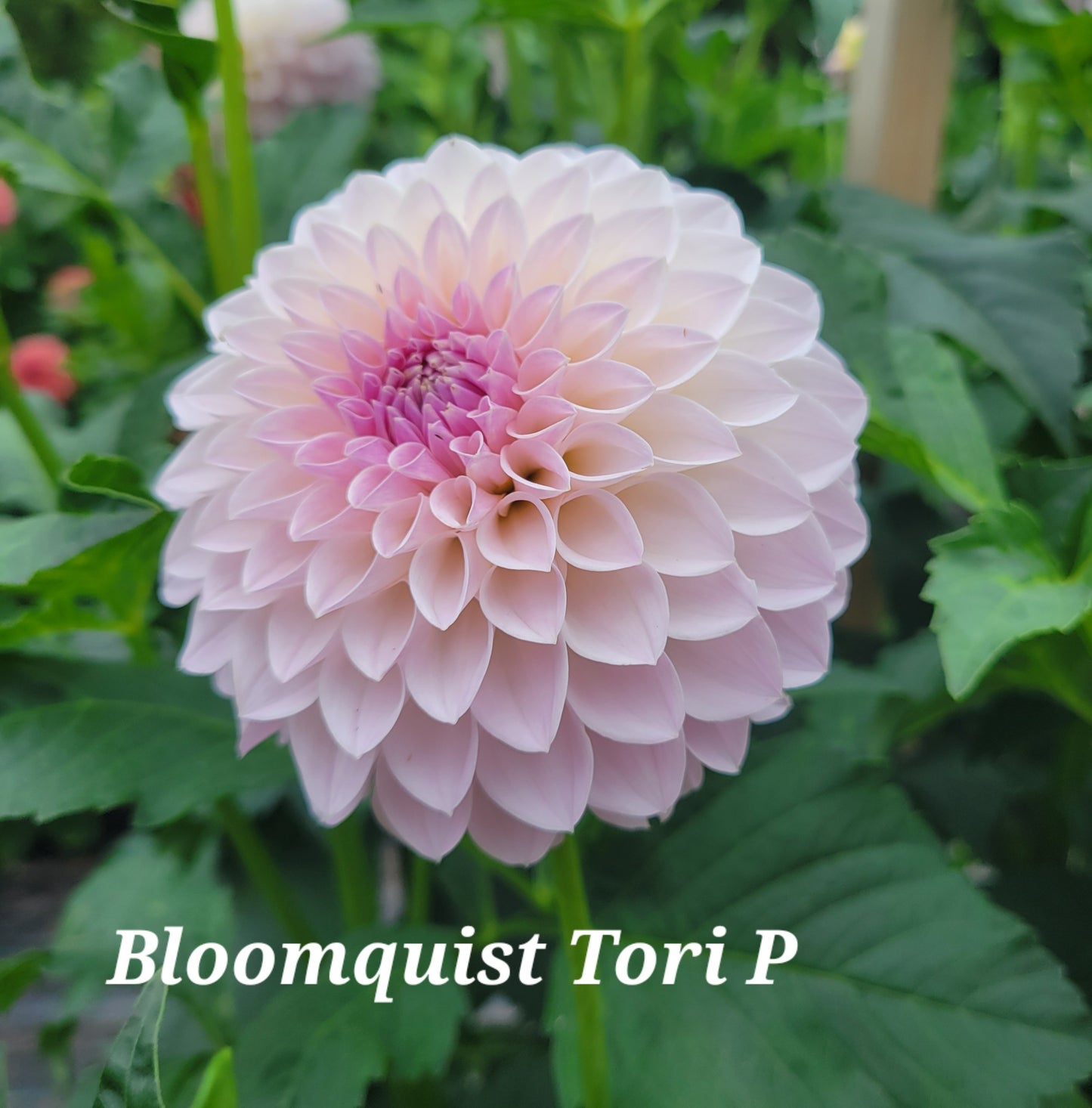 Bloomquist Tori P Dahlia Tuber
