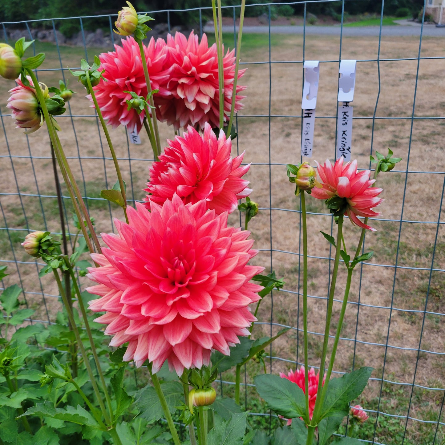 Hollyhill Kris Kringle Dahlia Tuber
