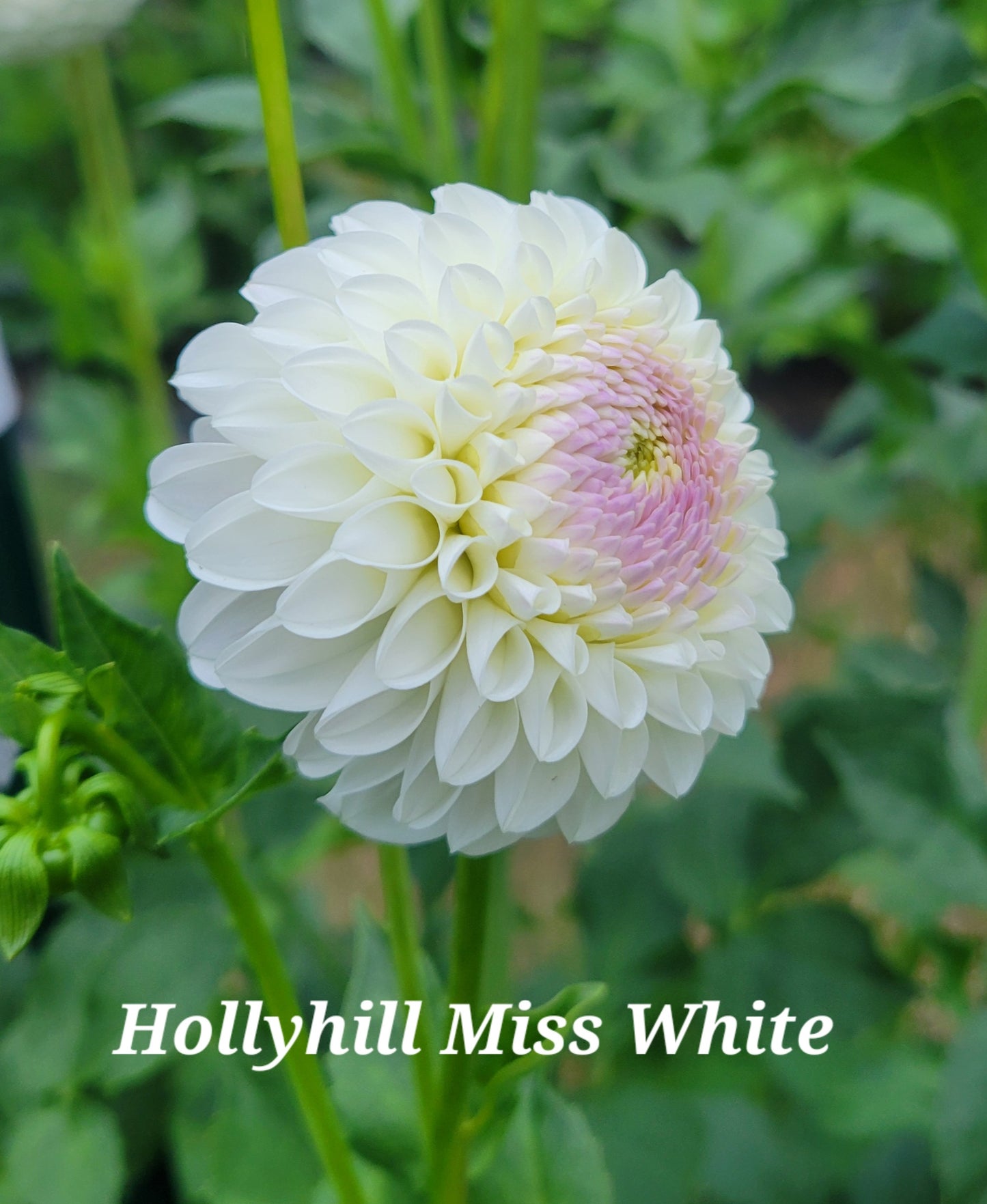 Hollyhill Miss White Dahlia Tuber