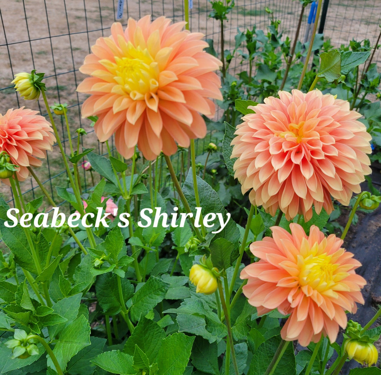 Seabeck Shirley Dahlia Tuber
