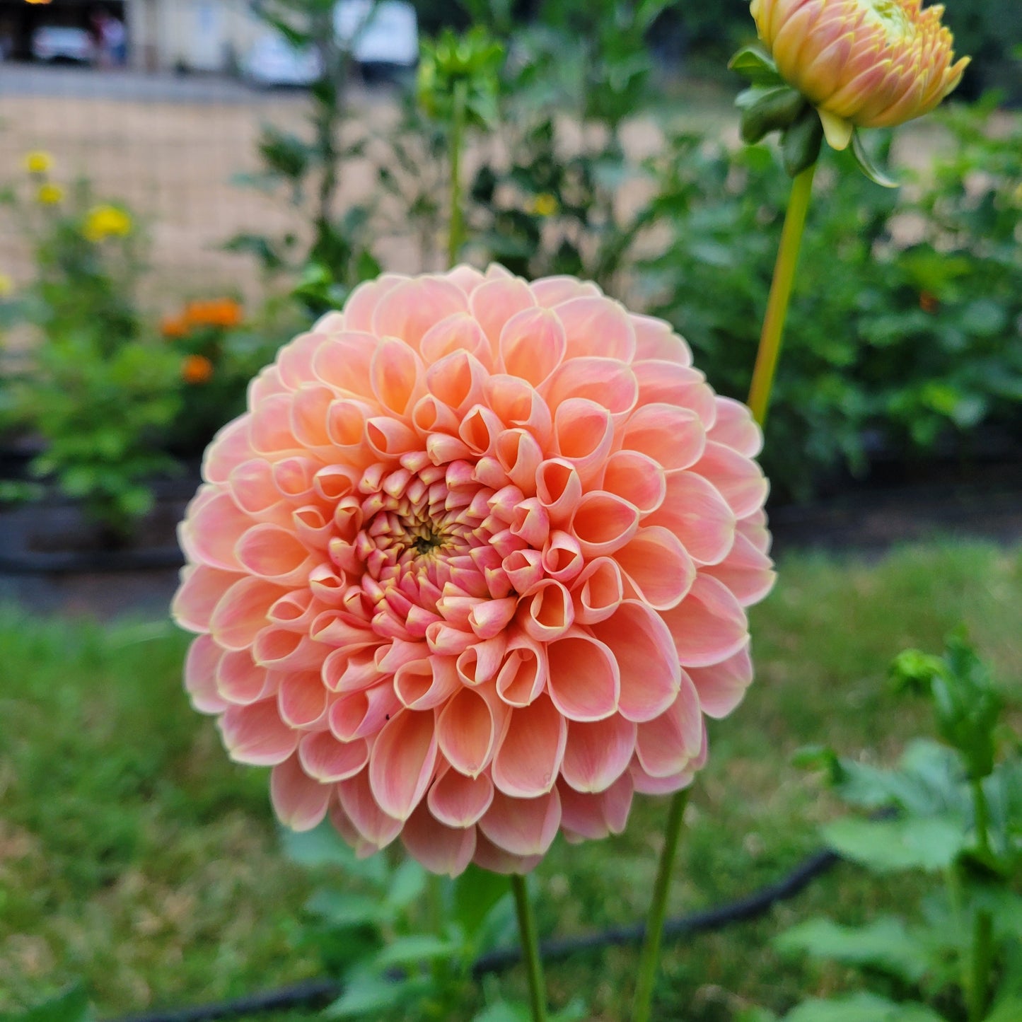Chrichton Honey Dahlia Tuber