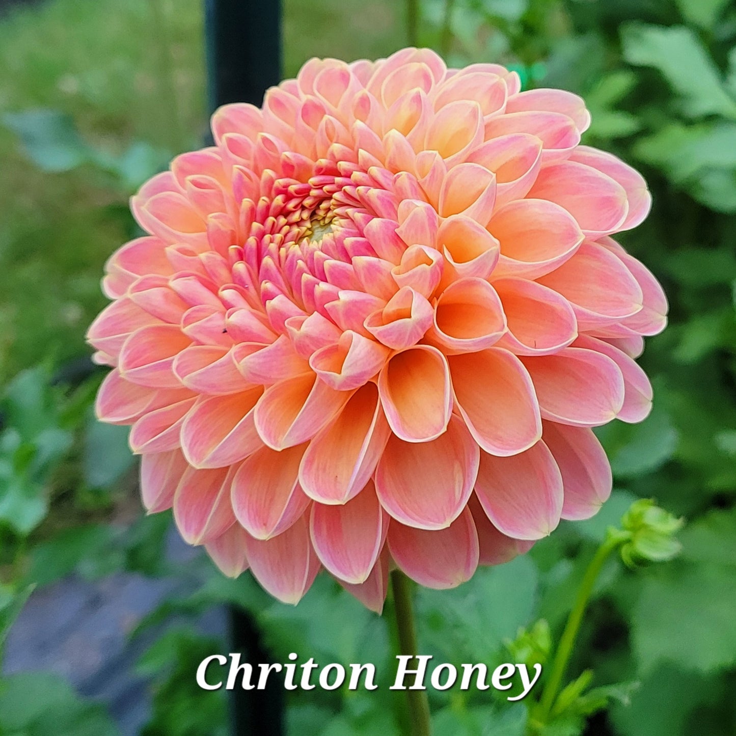 Chrichton Honey Dahlia Tuber